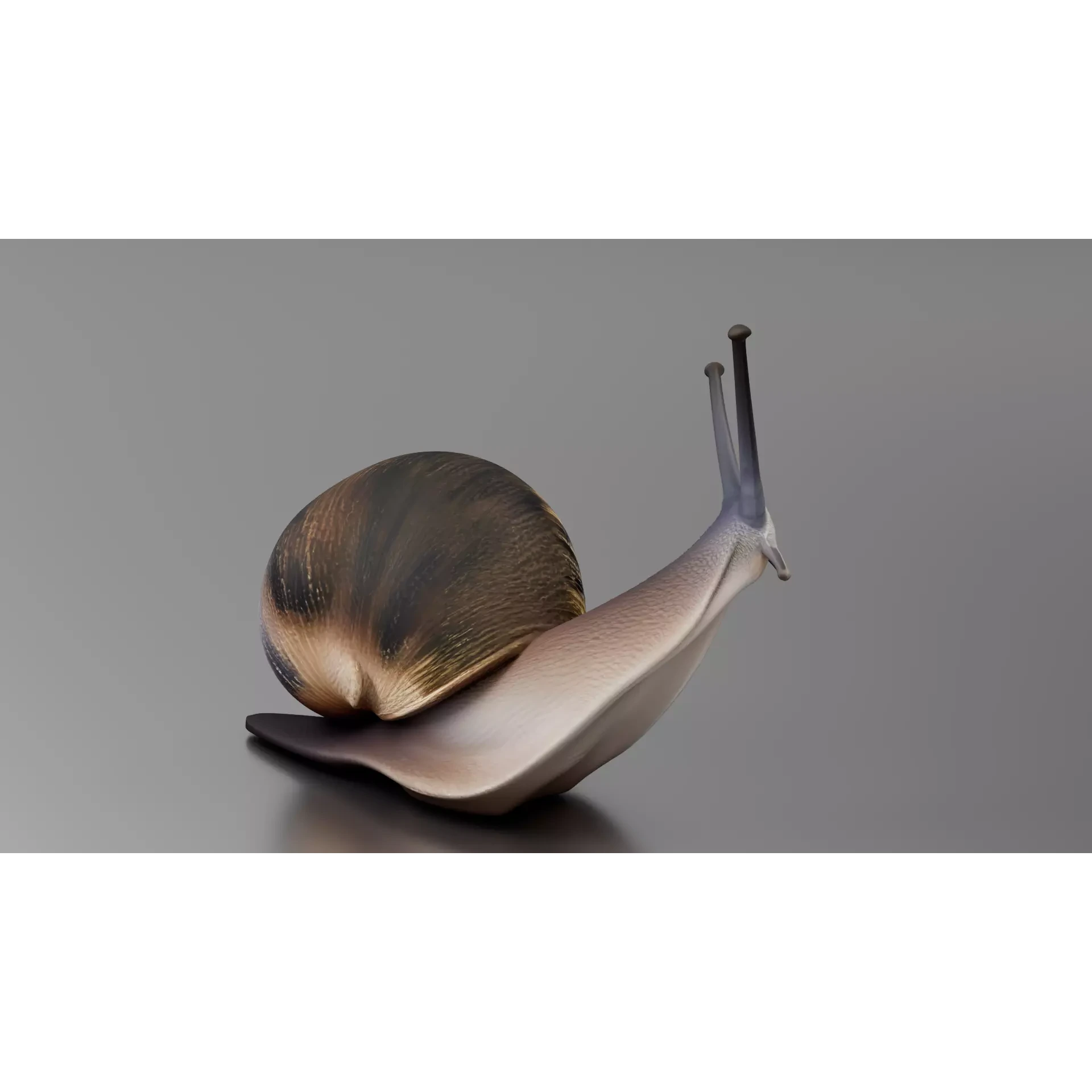 Snail 1 Low-poly 3D model 4