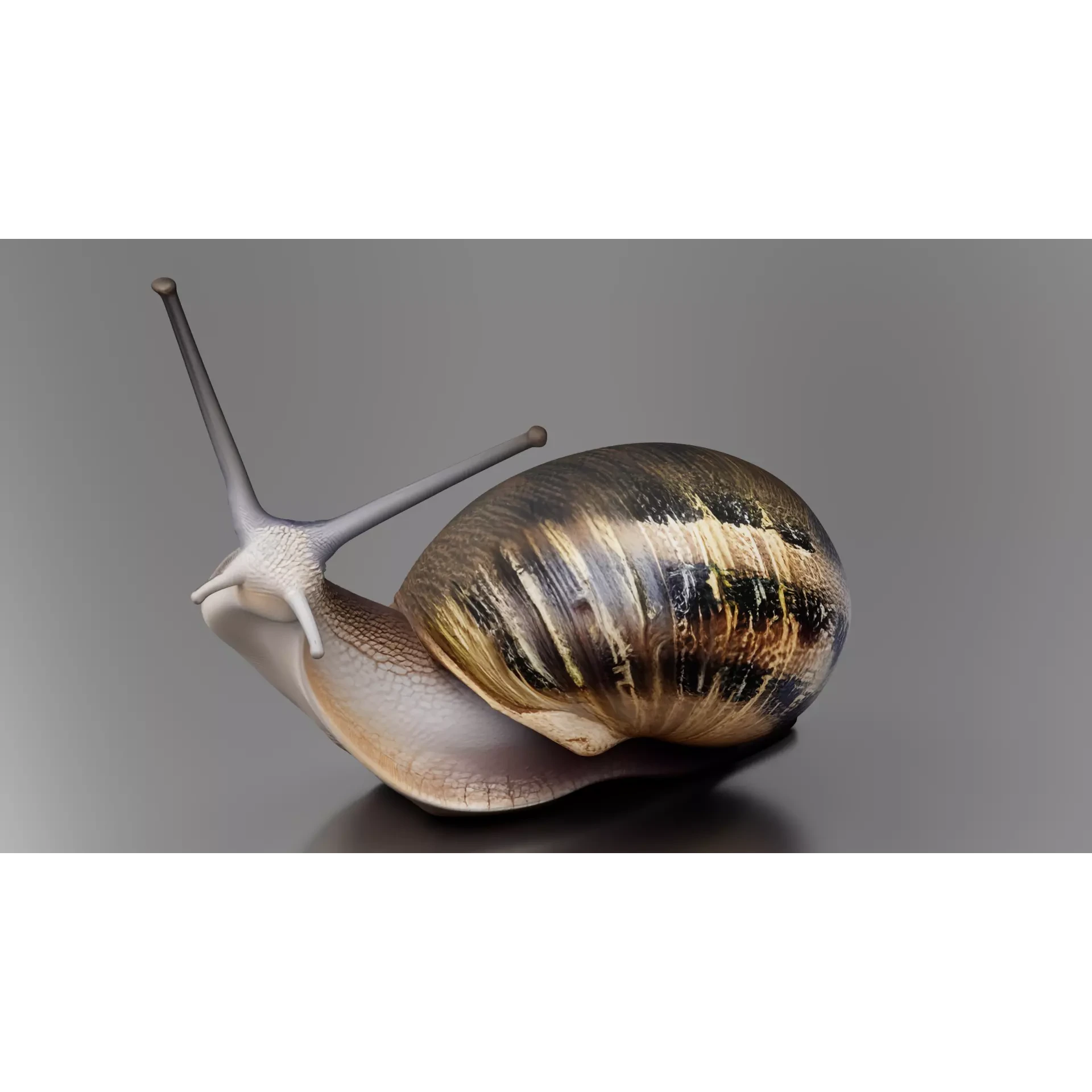 Snail 1 Low-poly 3D model 5