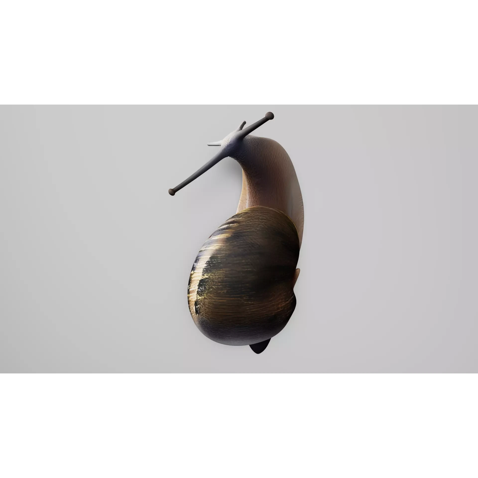 Snail 1 Low-poly 3D model 6