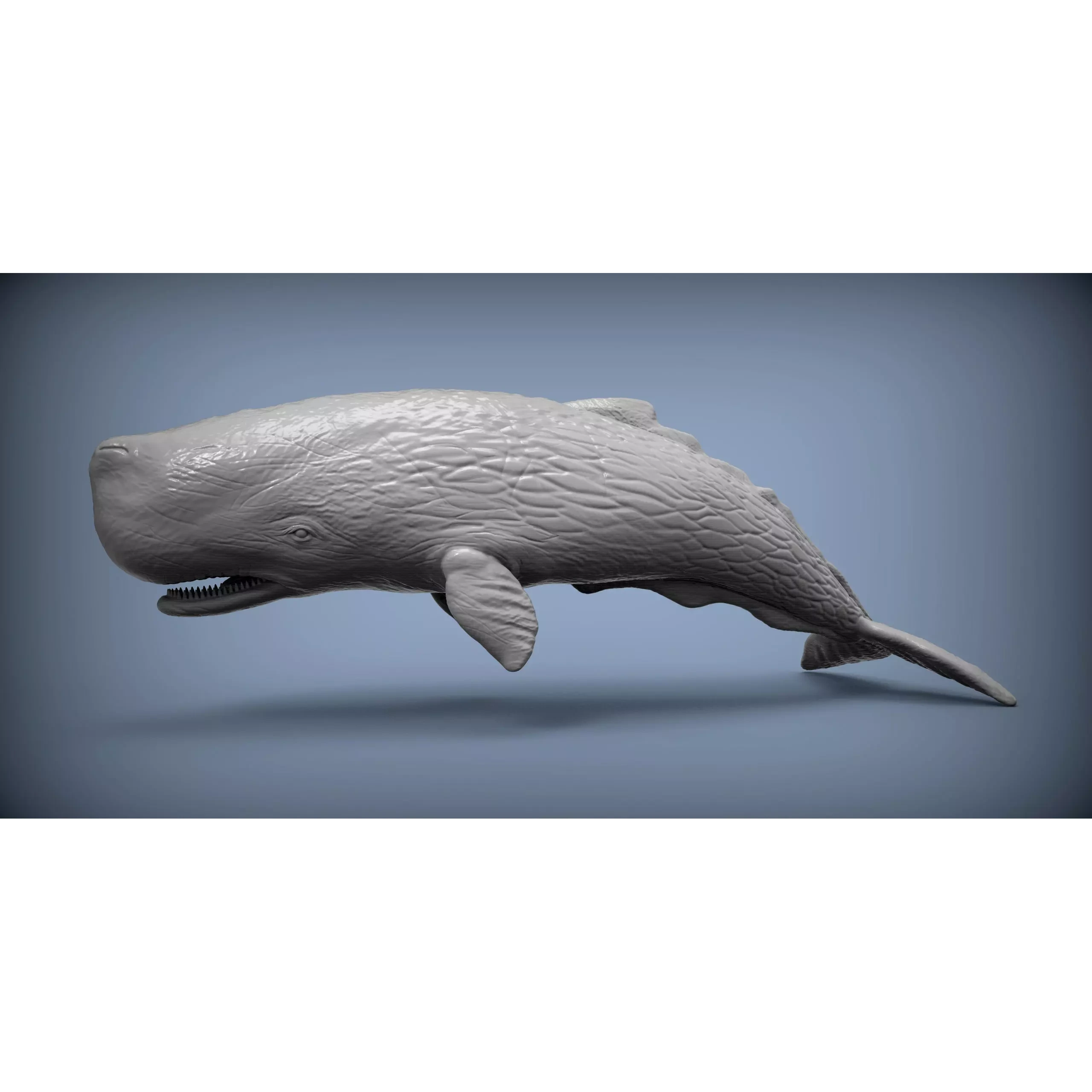 Sperm whale 3D print model
