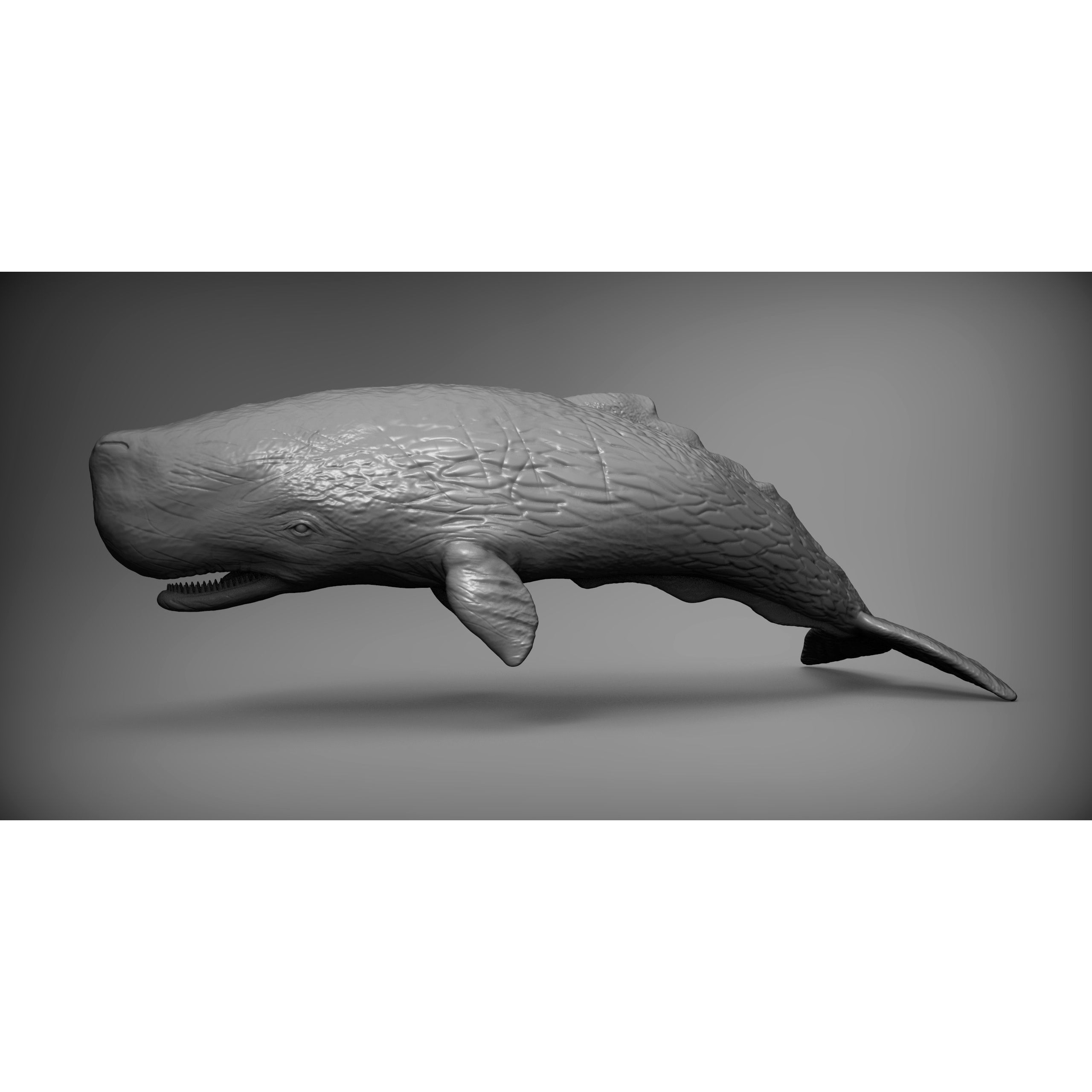 Sperm whale 3D print model 2