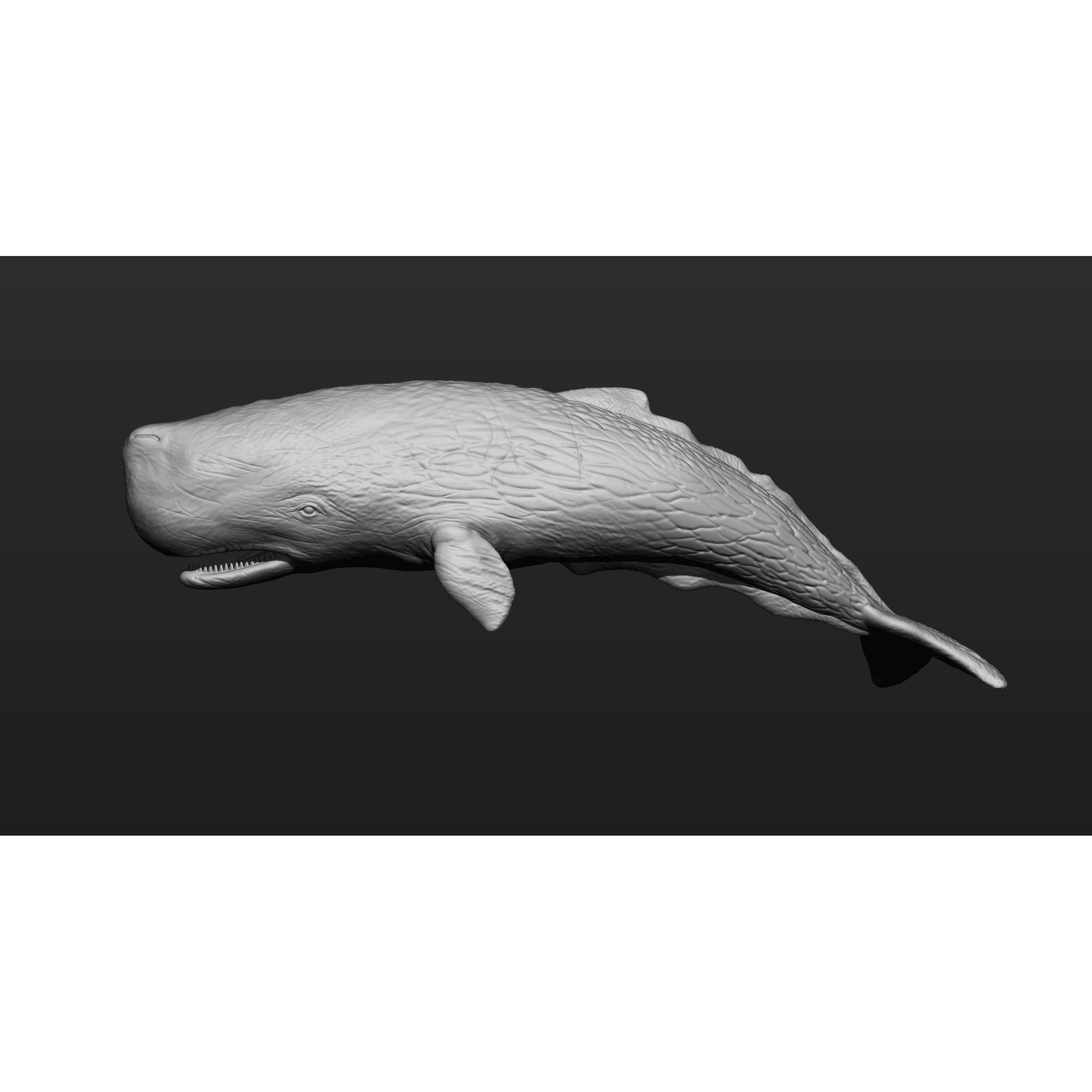 Sperm whale 3D print model 3