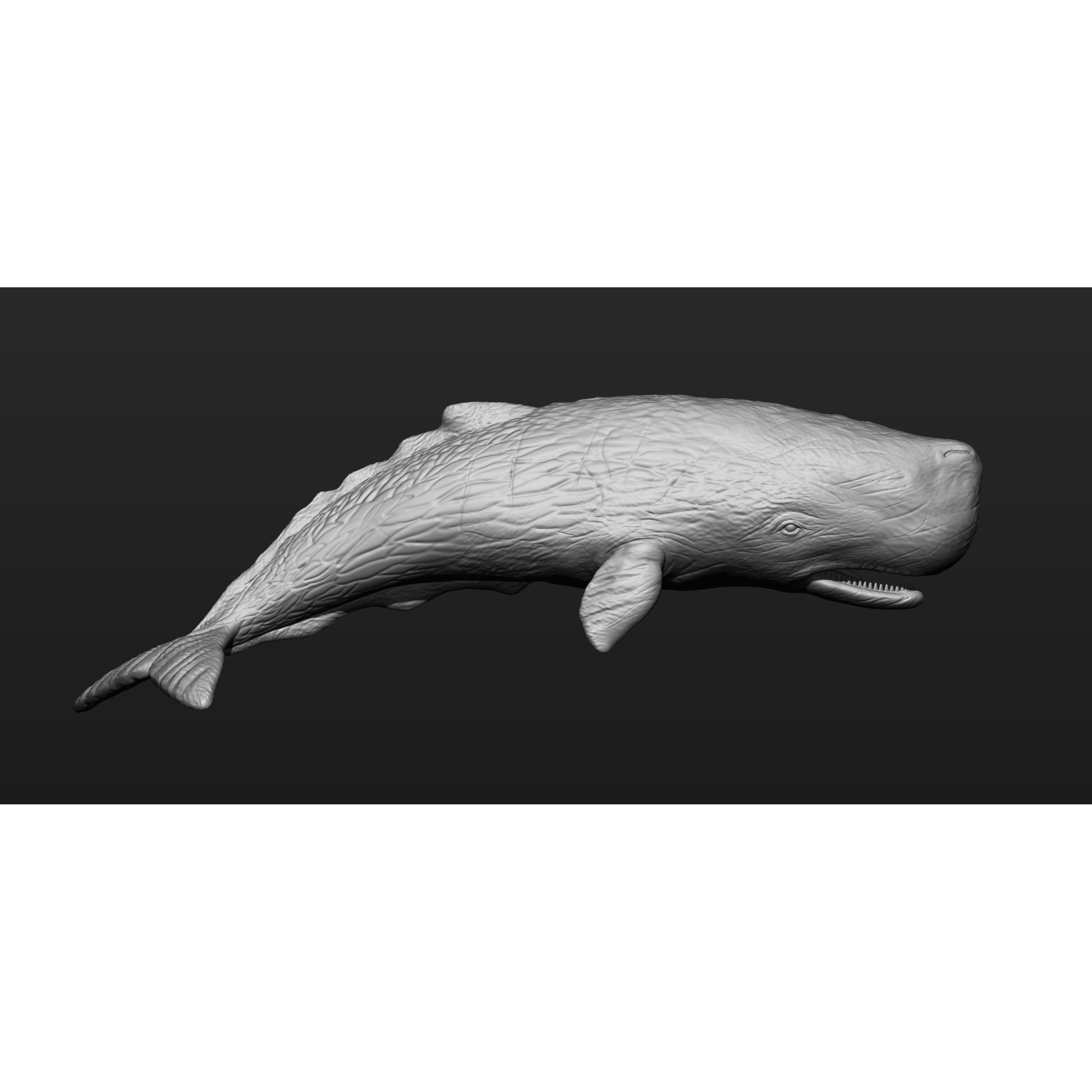Sperm whale 3D print model 4
