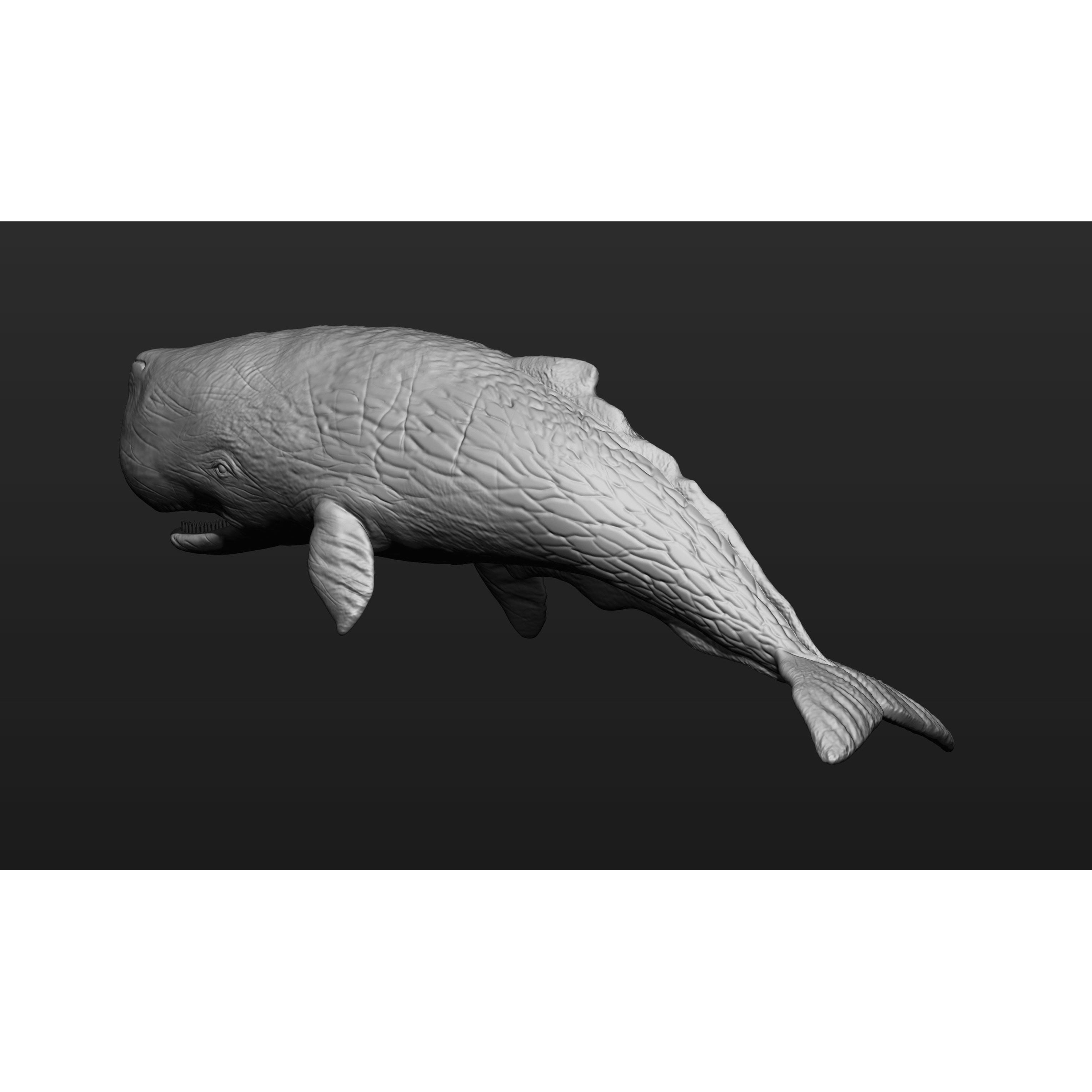 Sperm whale 3D print model 5