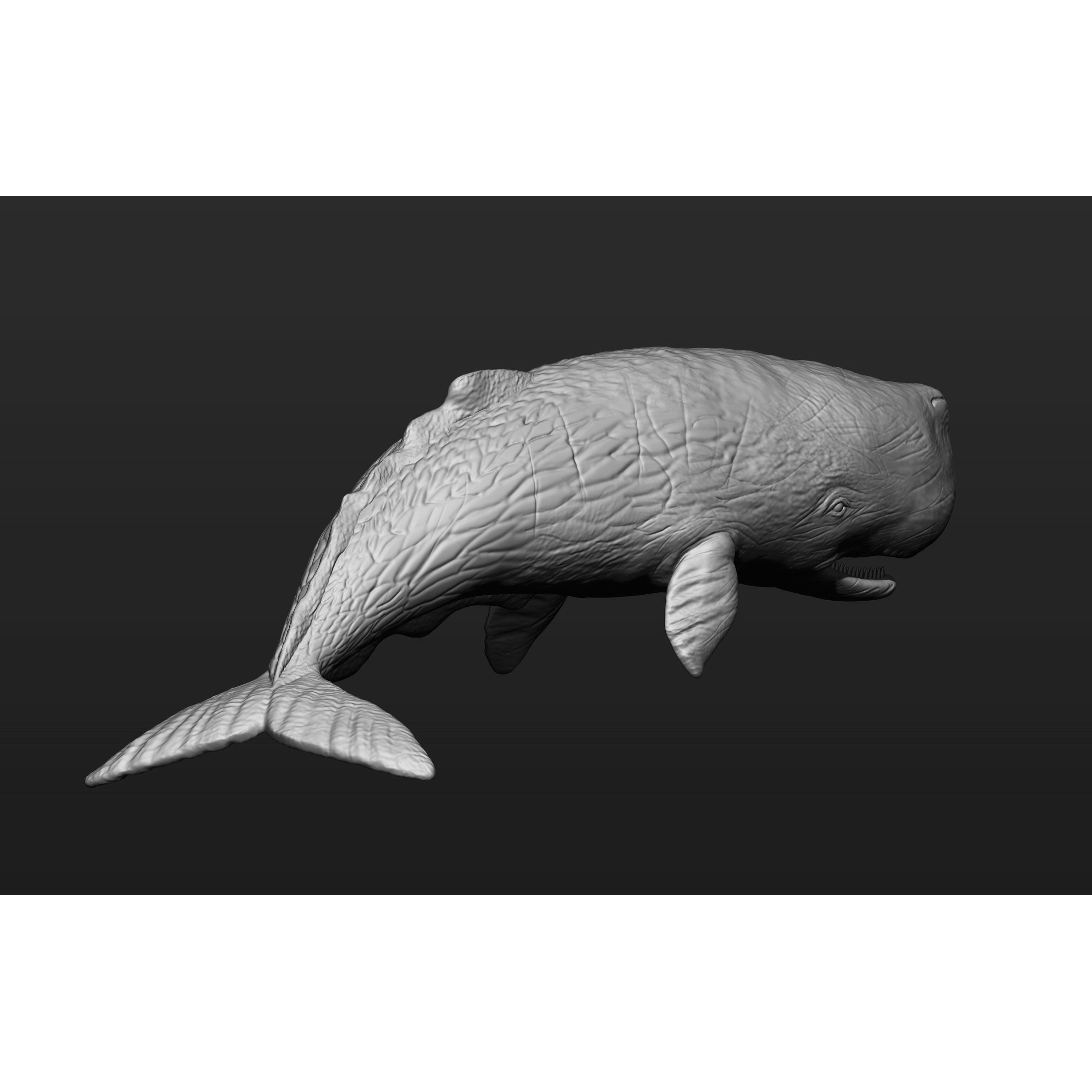 Sperm whale 3D print model 6