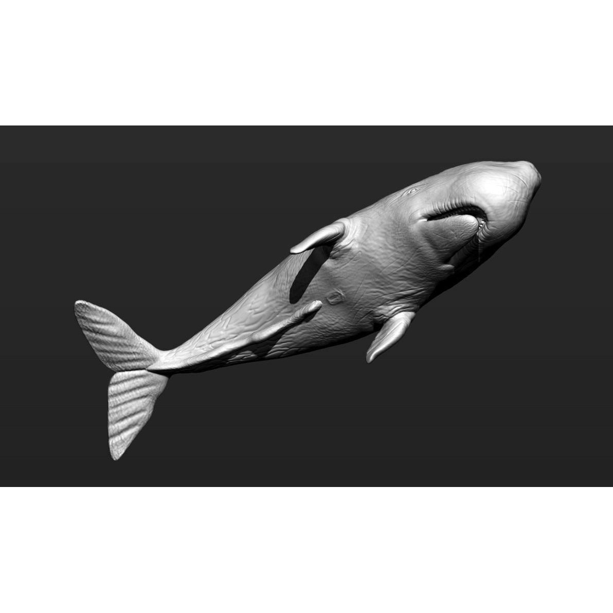Sperm whale 3D print model 8