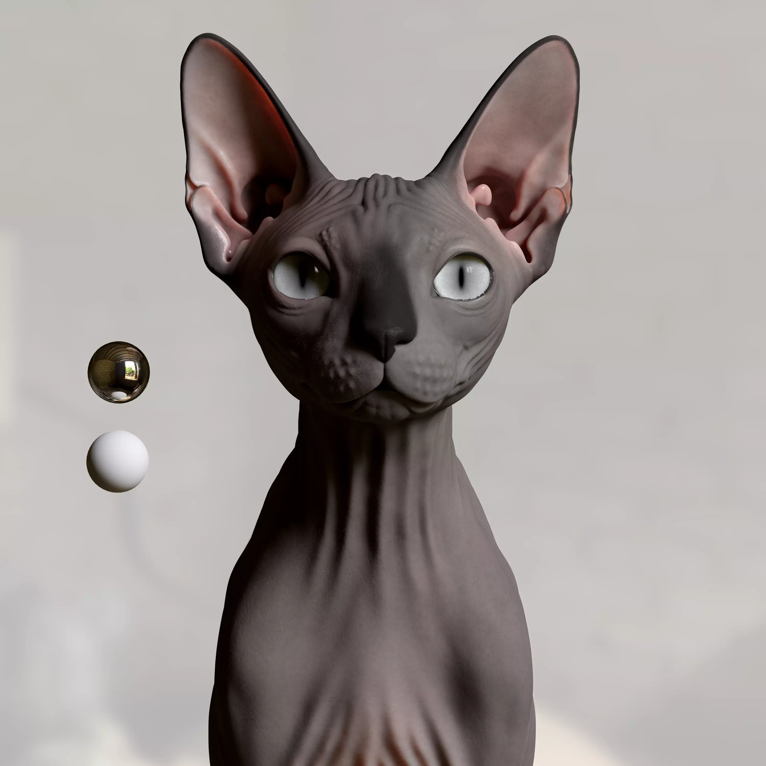 Sphynx Cat 3D model