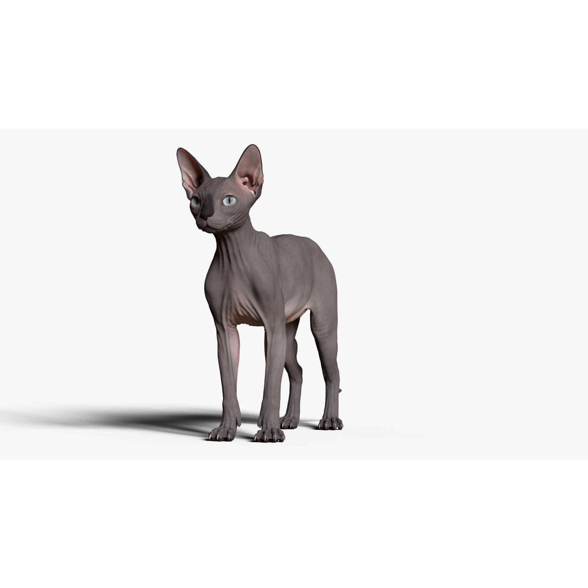 Sphynx Cat 3D model 2
