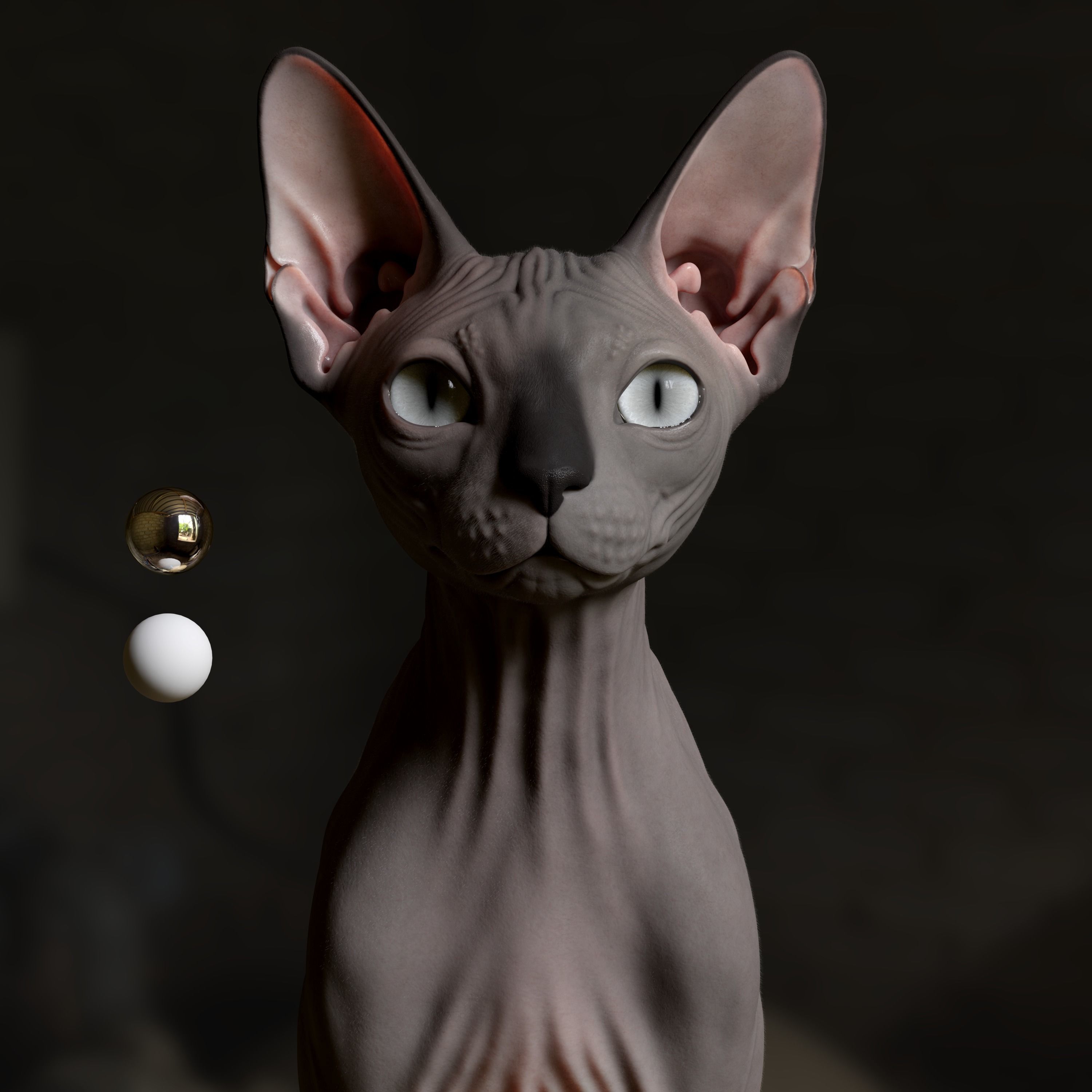 Sphynx Cat 3D model 3