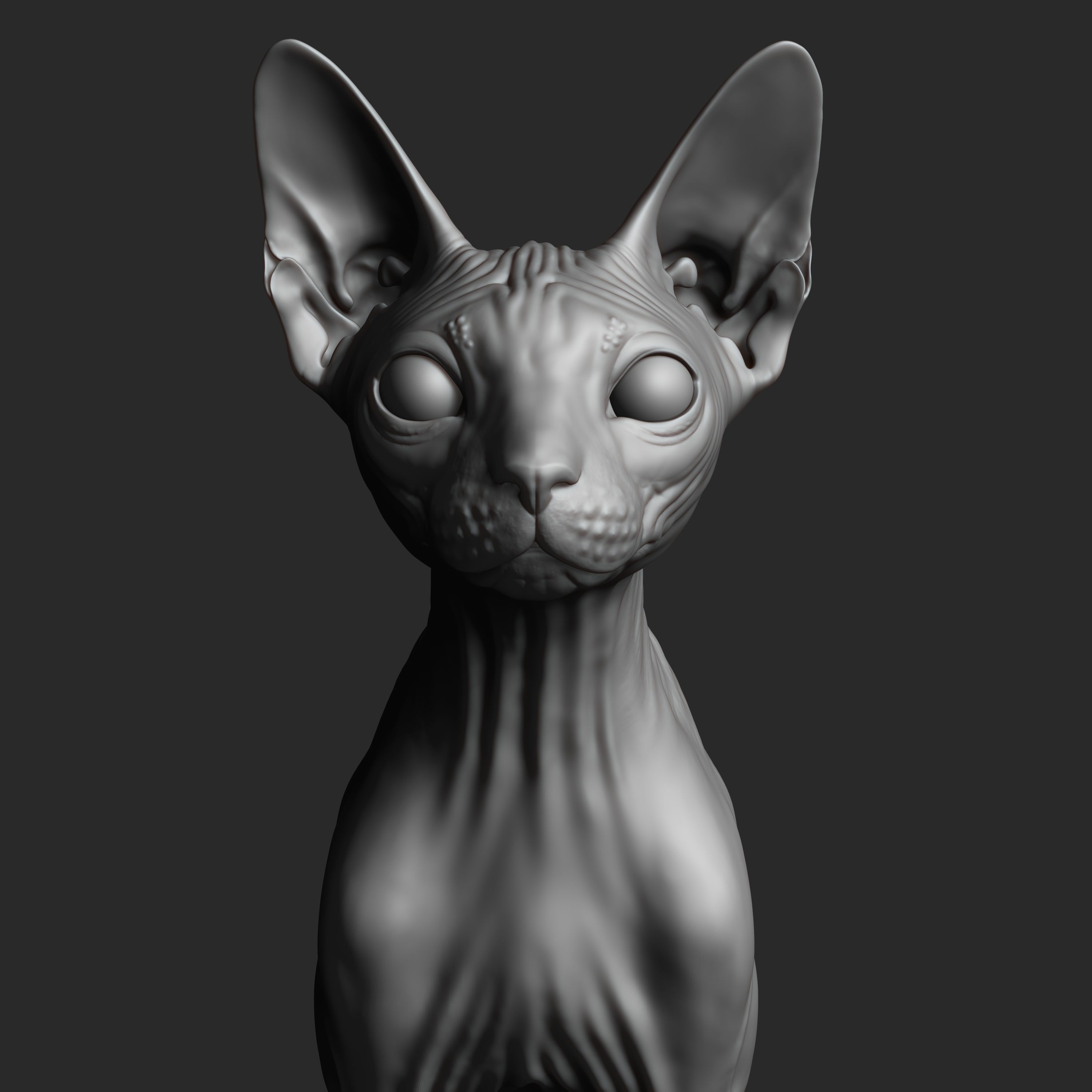 Sphynx Cat 3D model 4