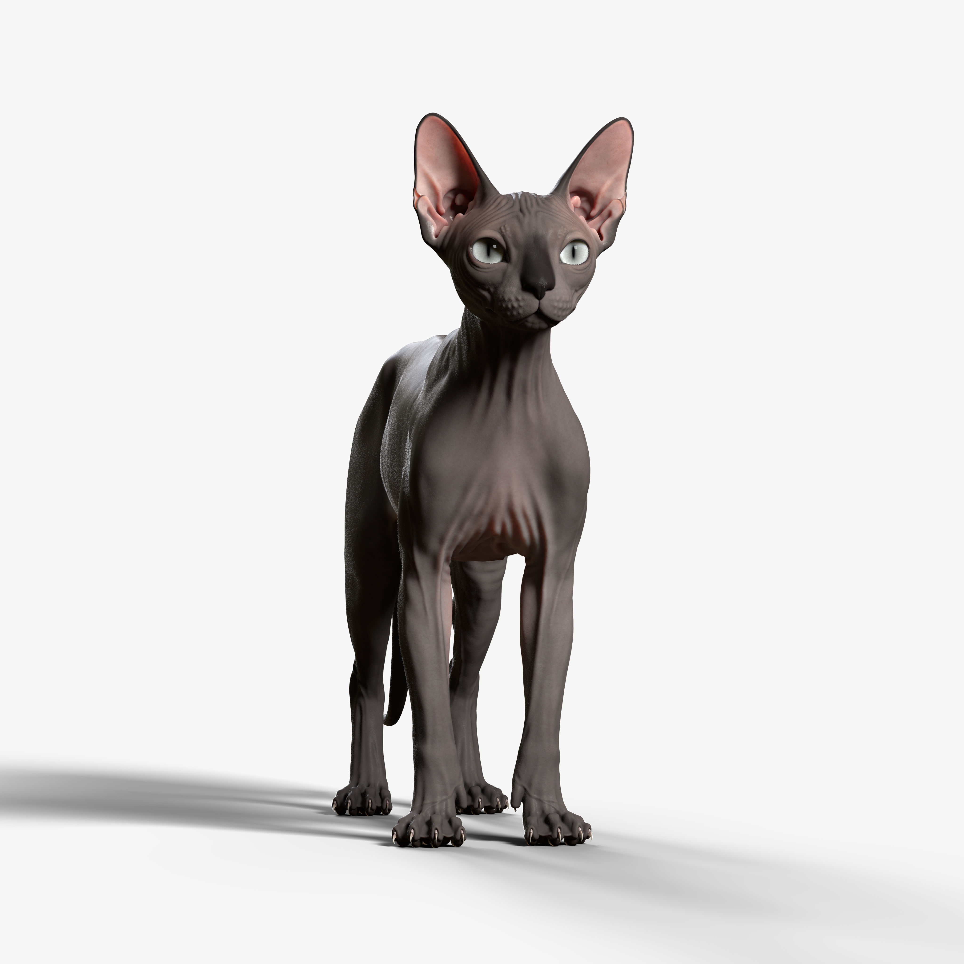 Sphynx Cat 3D model 5