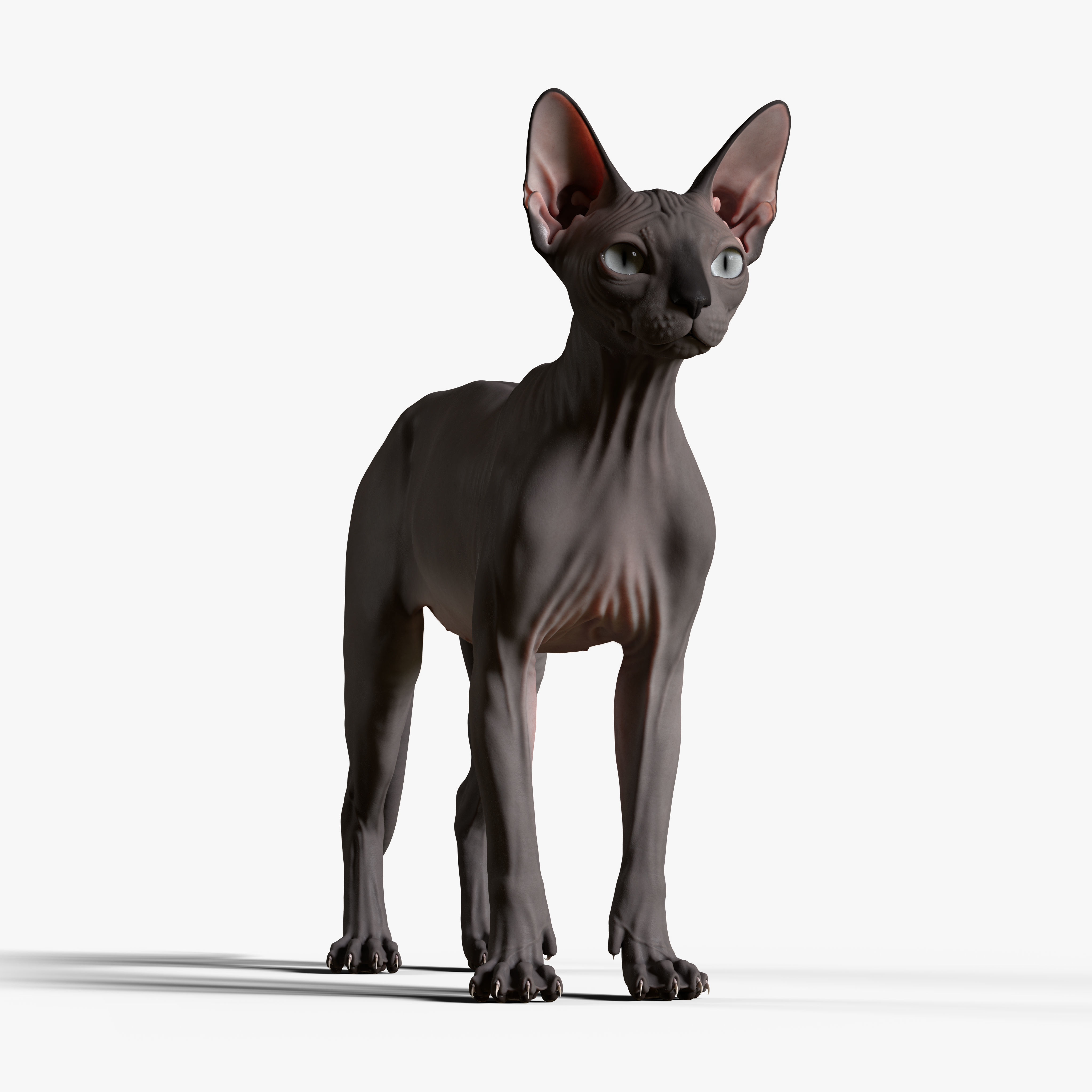 Sphynx Cat 3D model 6