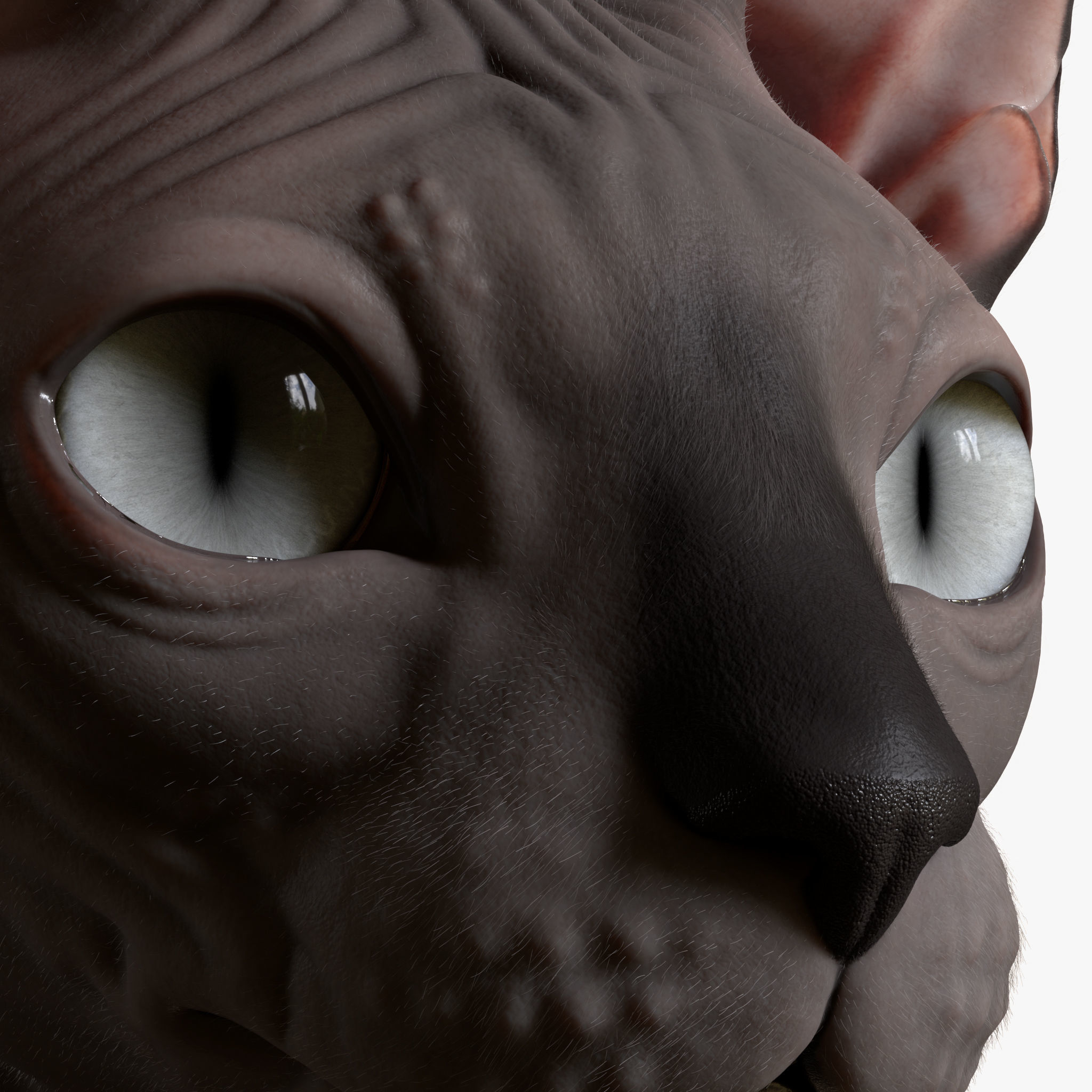 Sphynx Cat 3D model 7