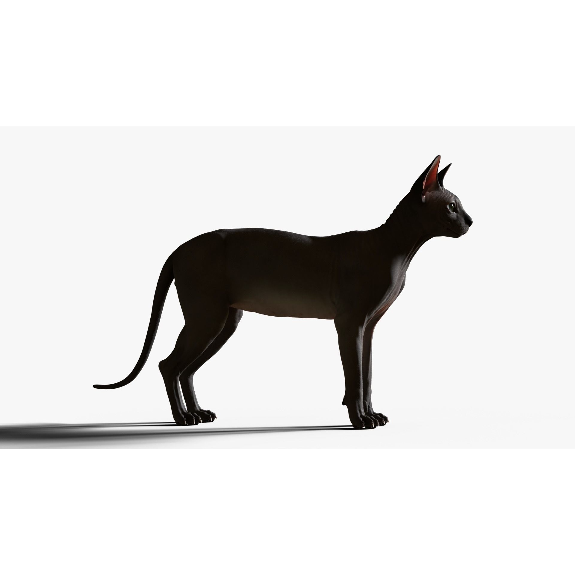 Sphynx Cat 3D model 8