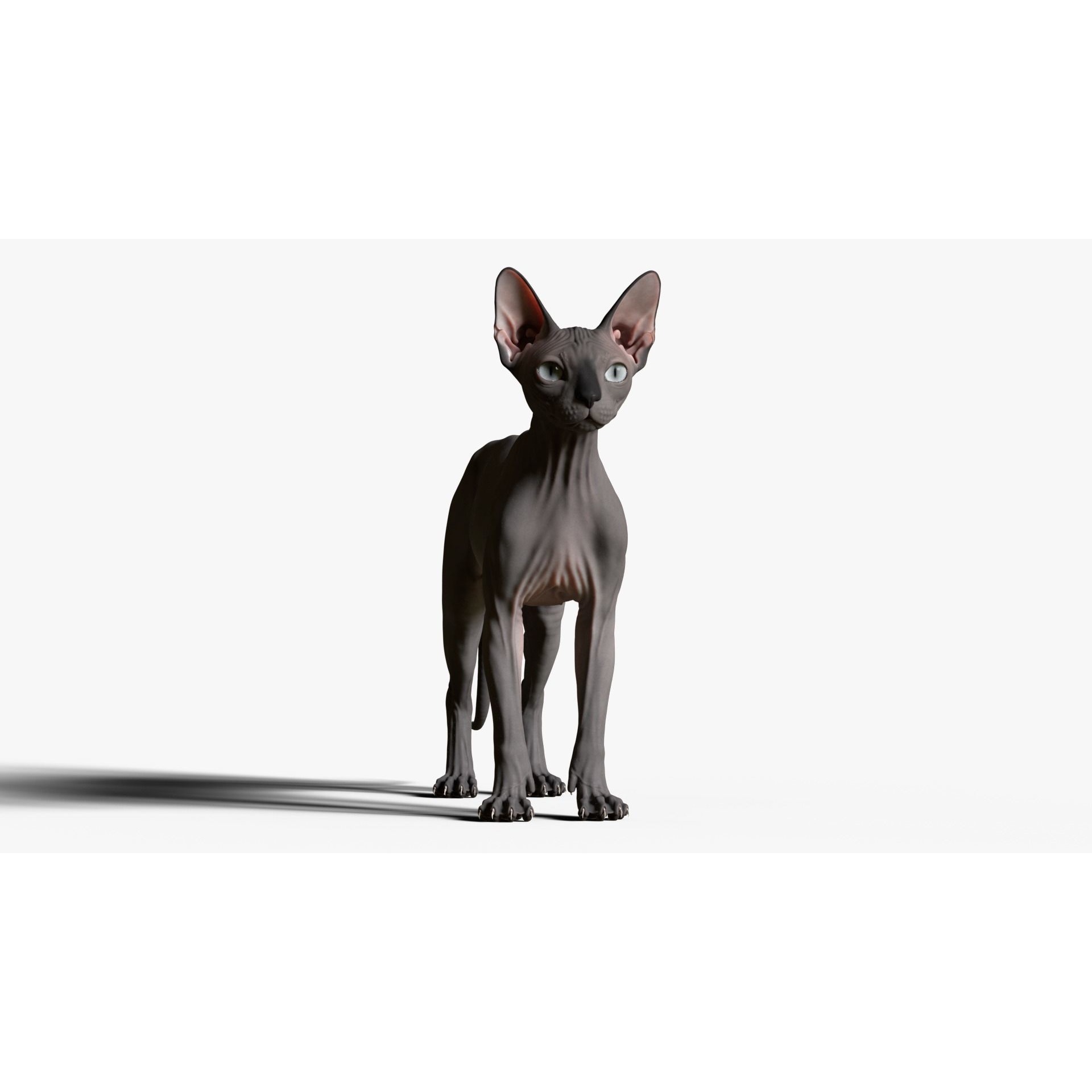 Sphynx Cat 3D model 9