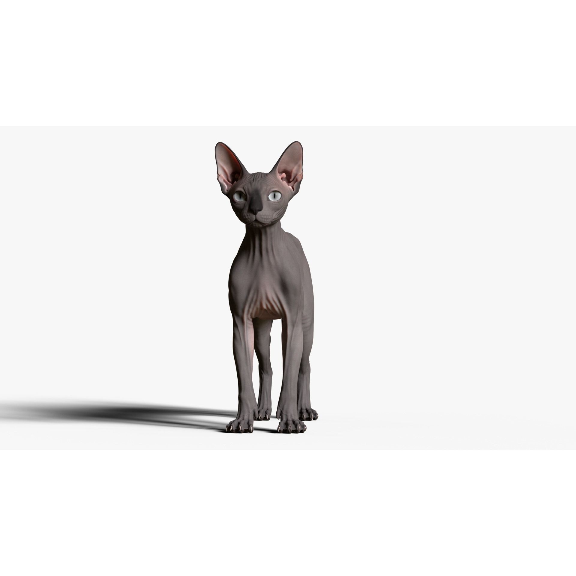 Sphynx Cat 3D model 10