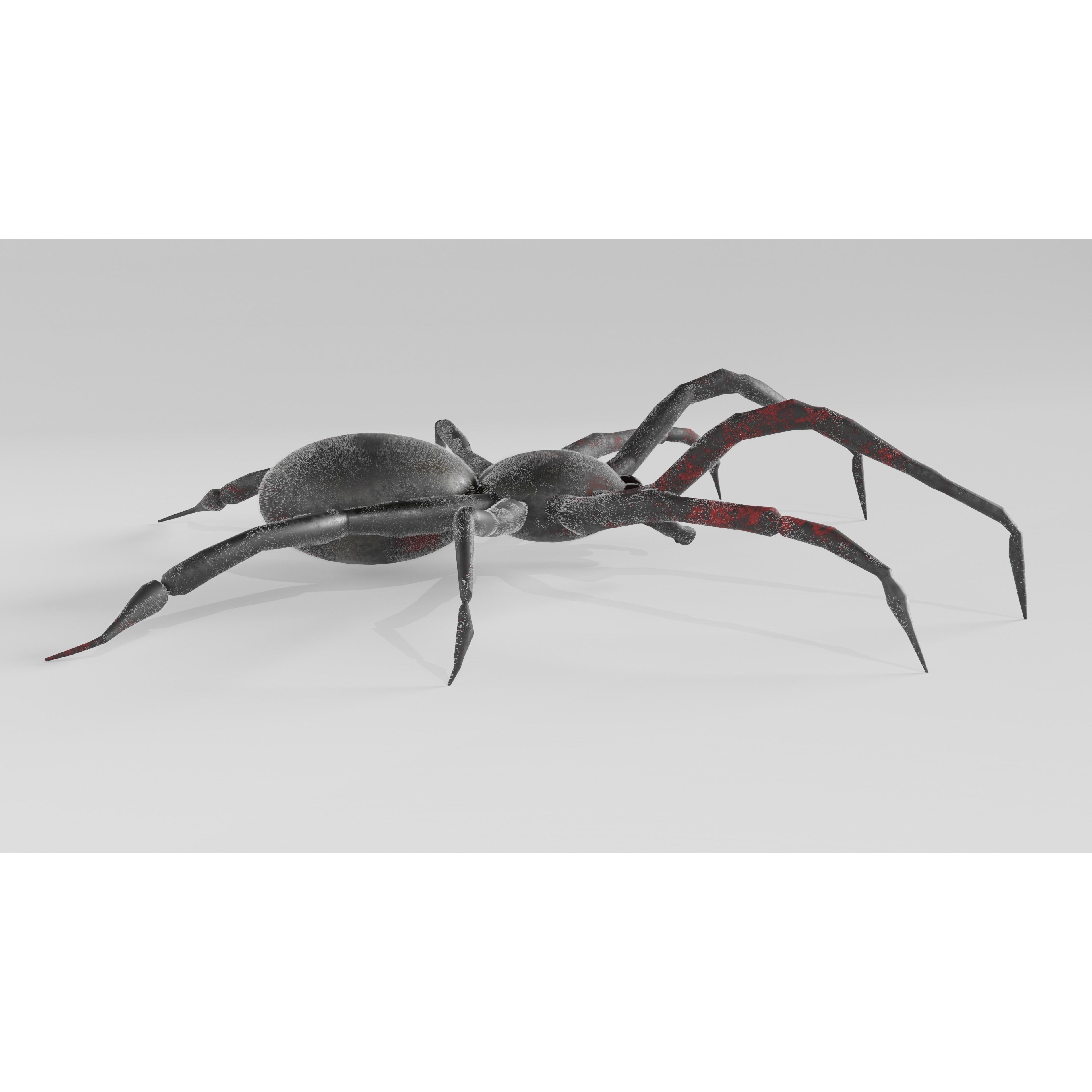 Spider Free low-poly 3D model 5