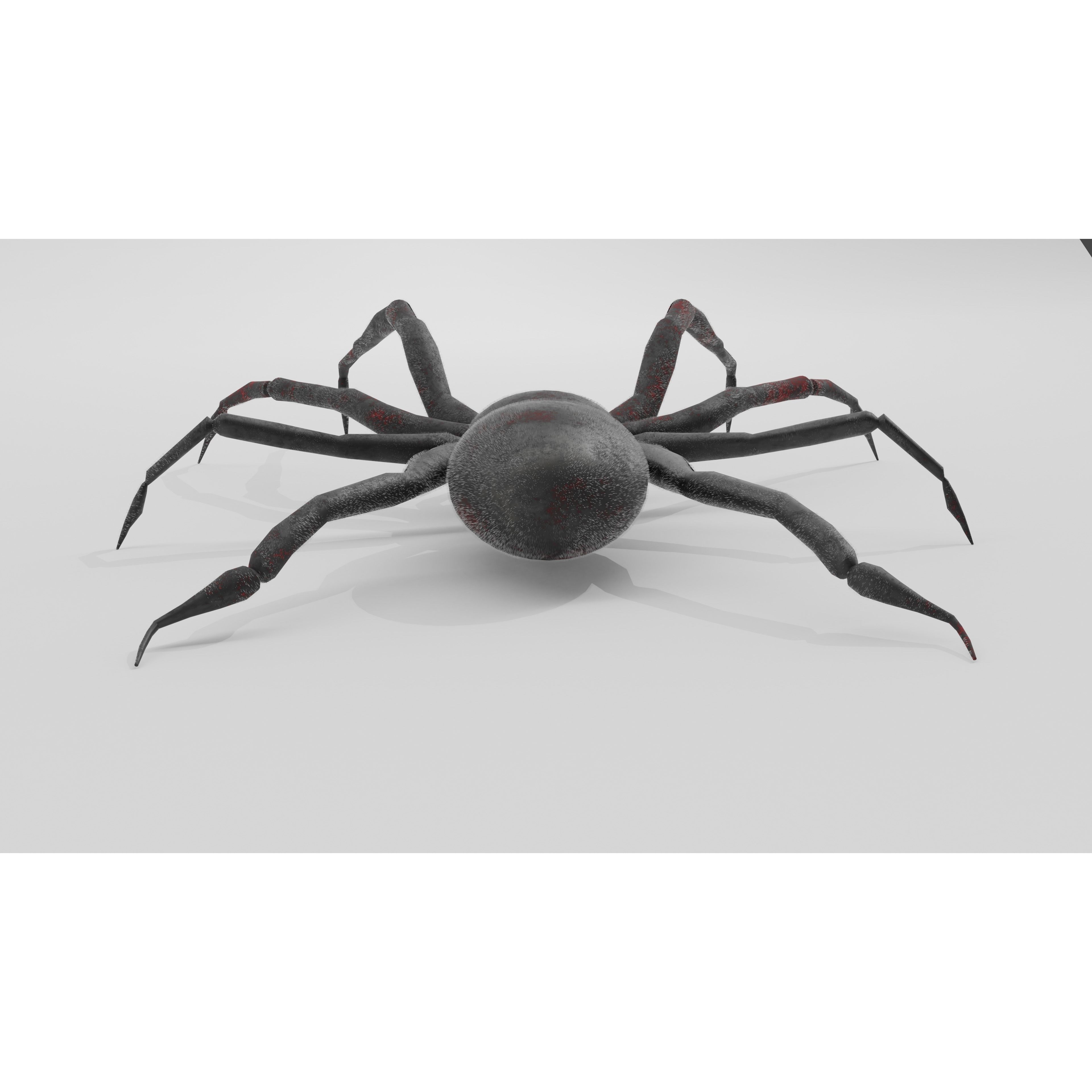 Spider Free low-poly 3D model 7