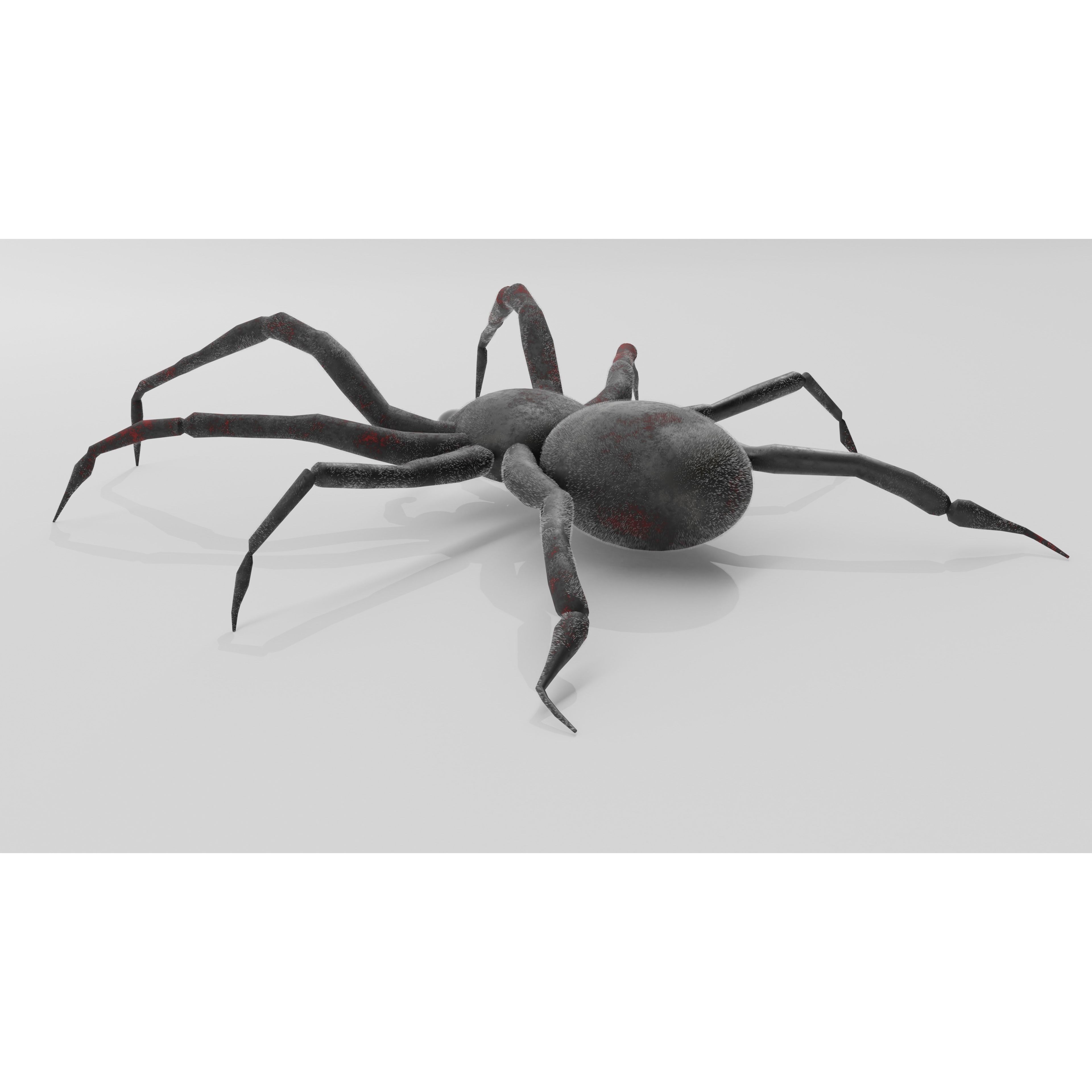Spider Free low-poly 3D model 8