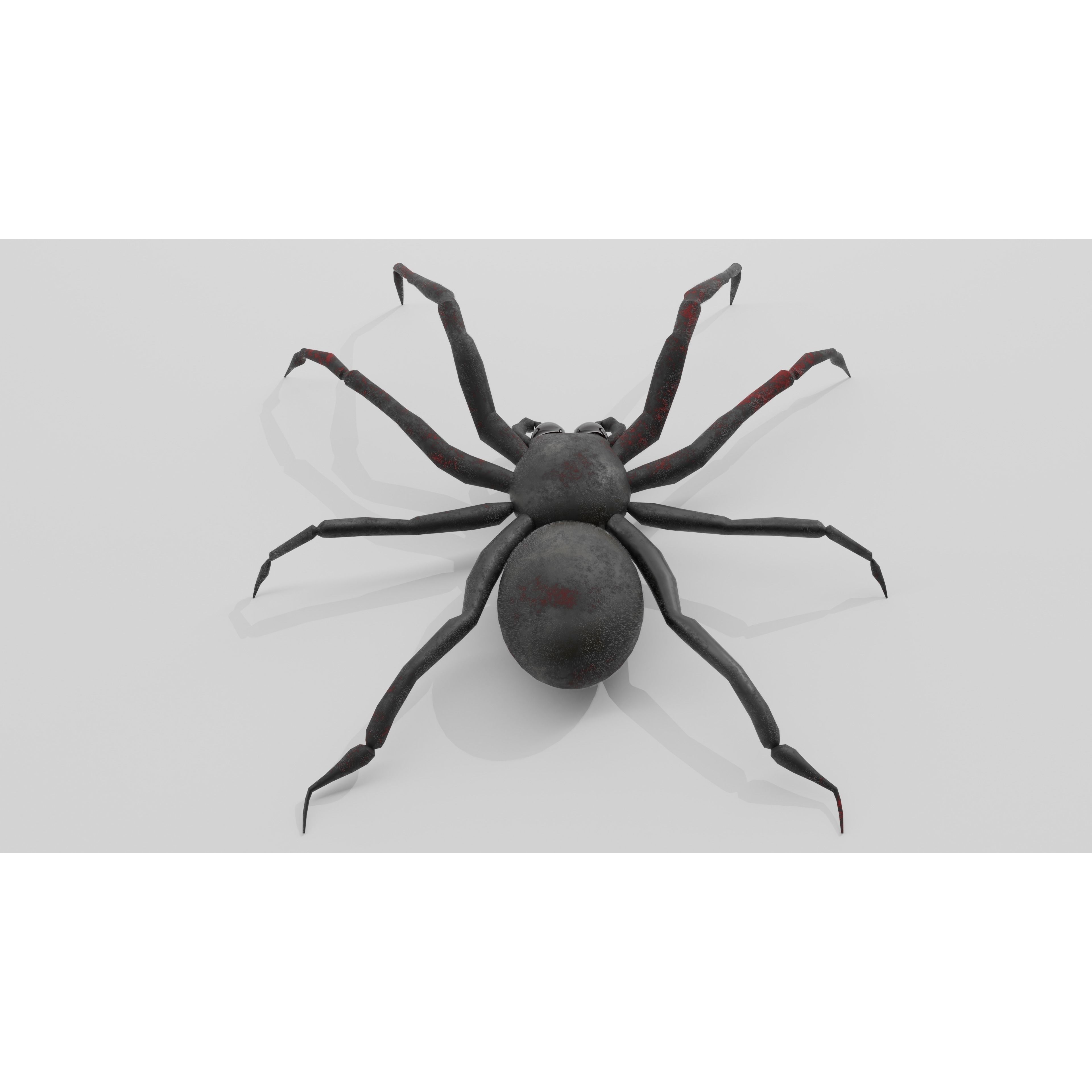 Spider Free low-poly 3D model 9