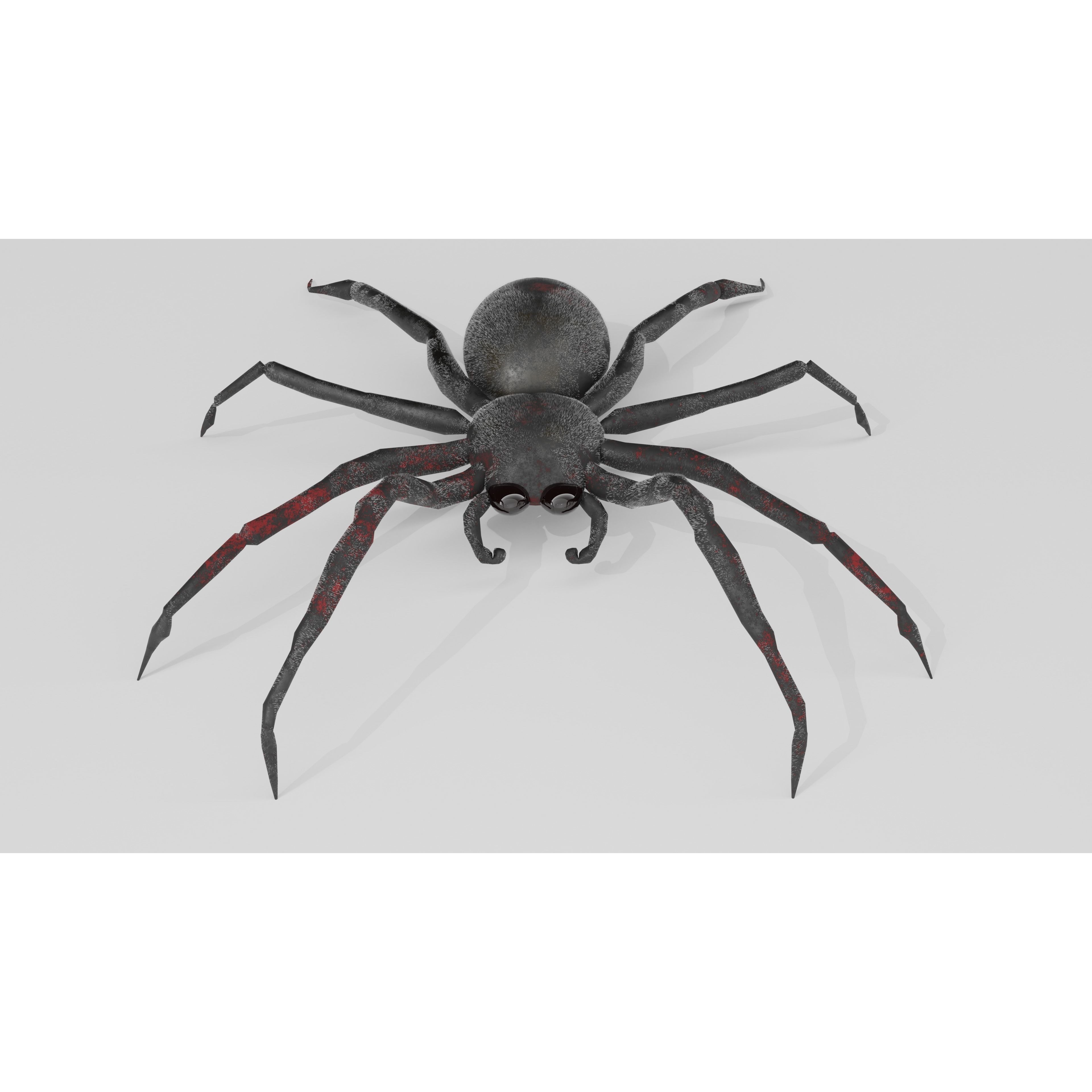 Spider Free low-poly 3D model 10