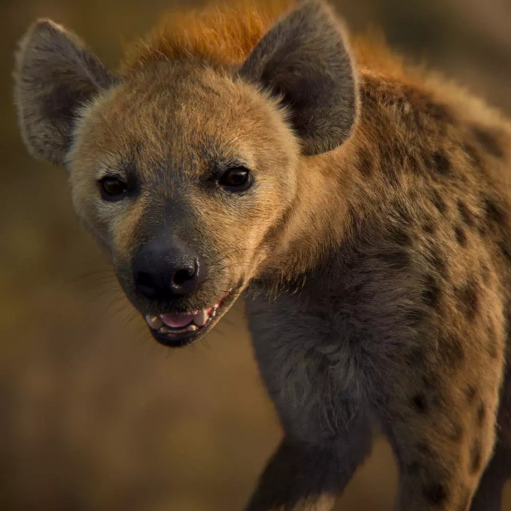 Spotted Hyena Animated 3D model