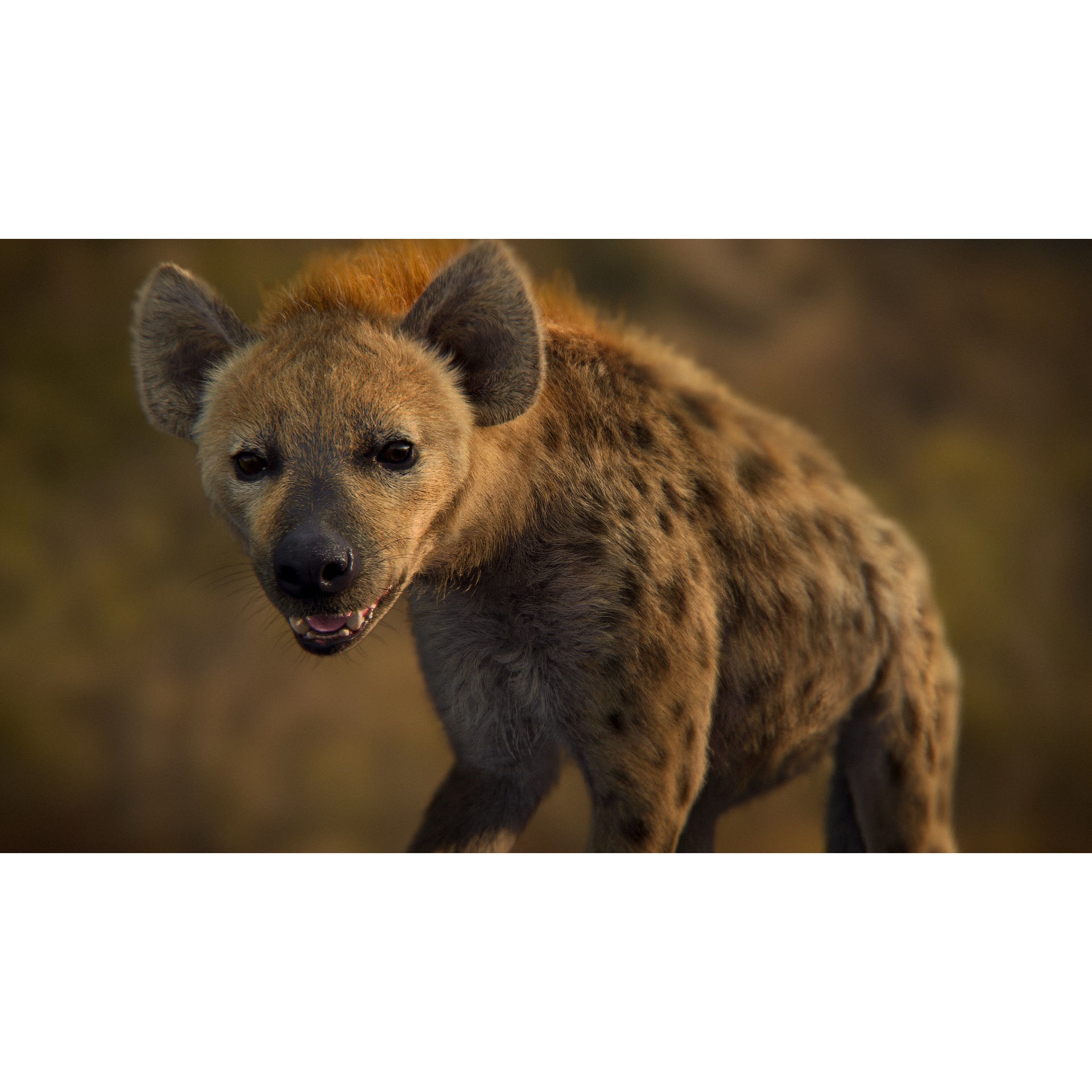Spotted Hyena Animated 3D model 2
