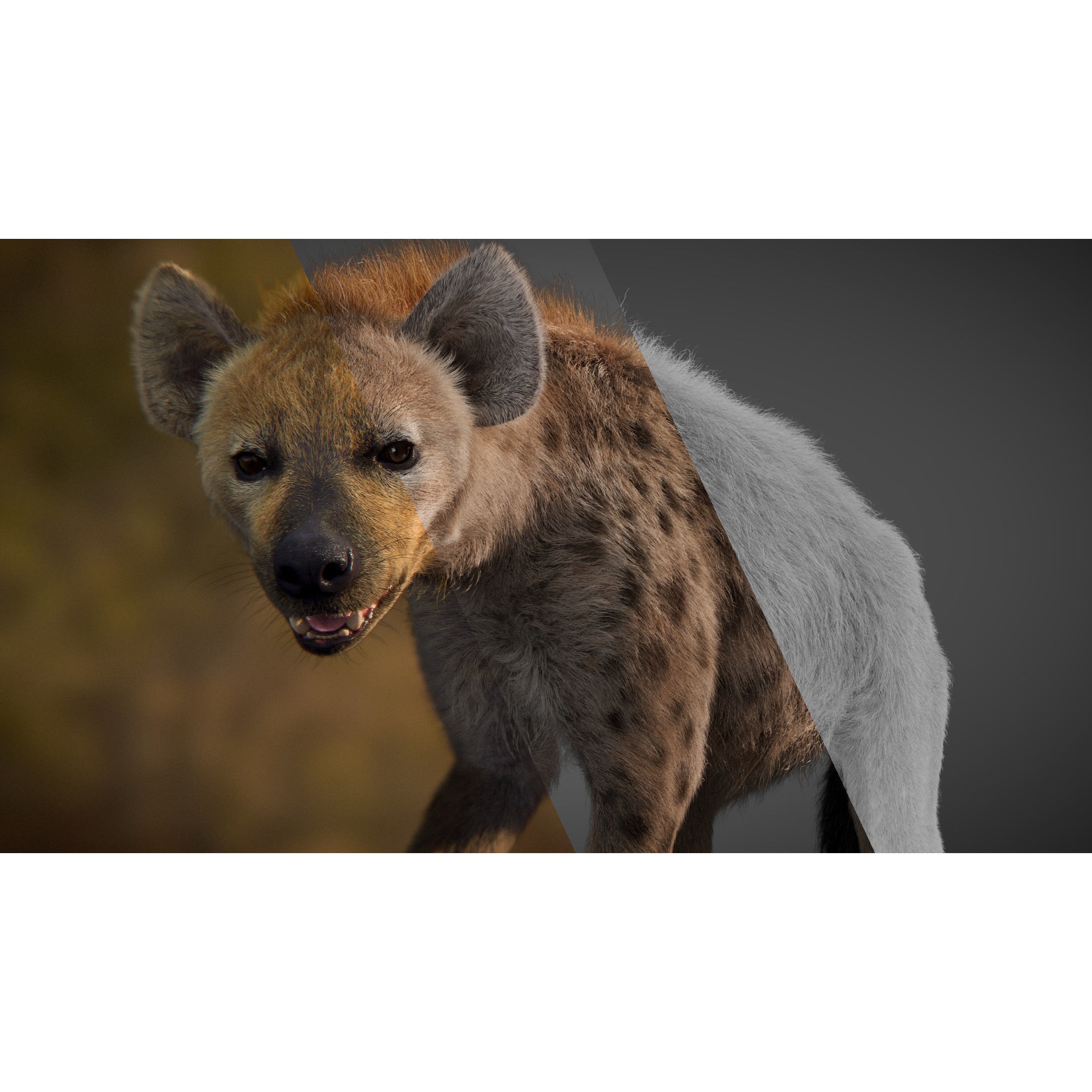 Spotted Hyena Animated 3D model 3