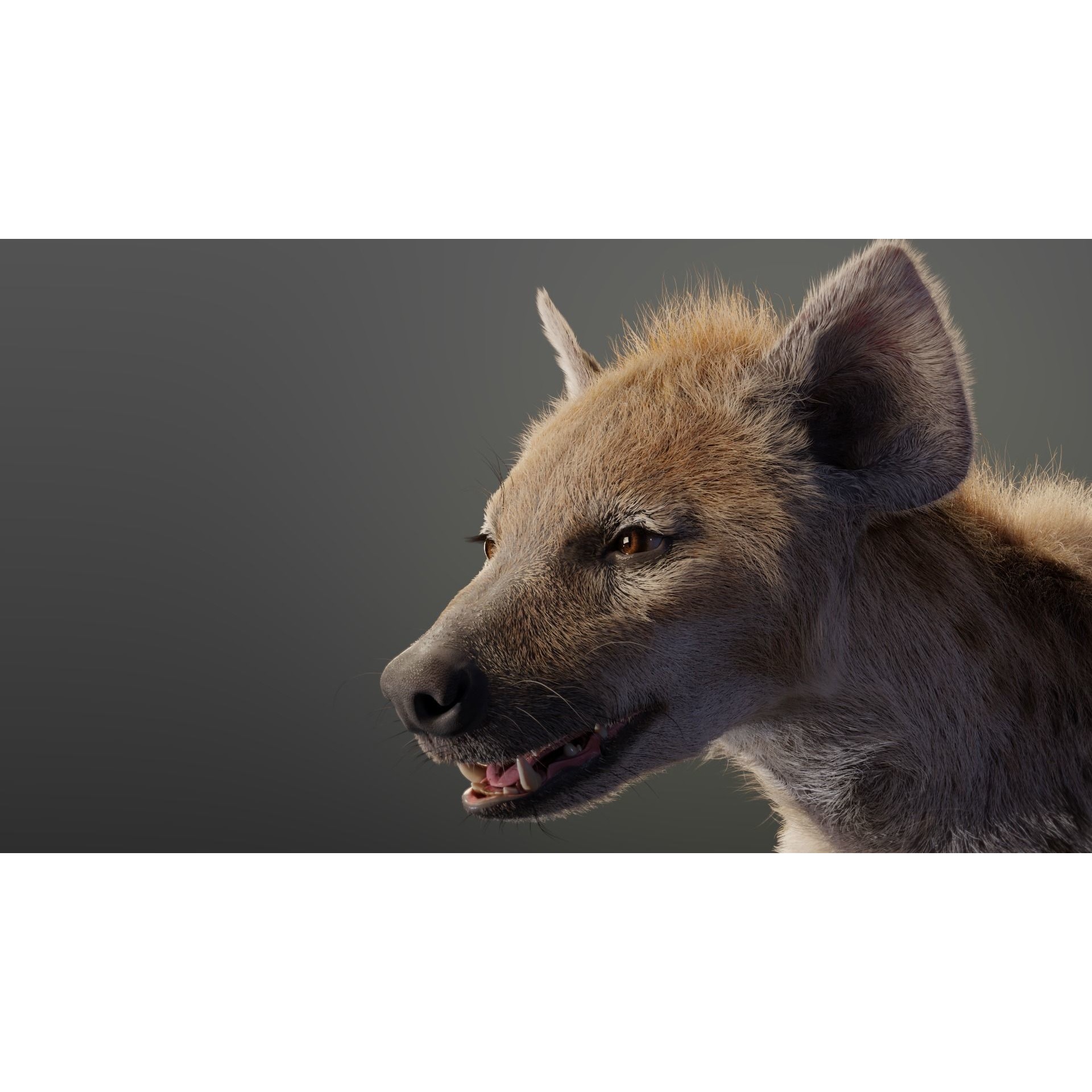 Spotted Hyena Animated 3D model 4