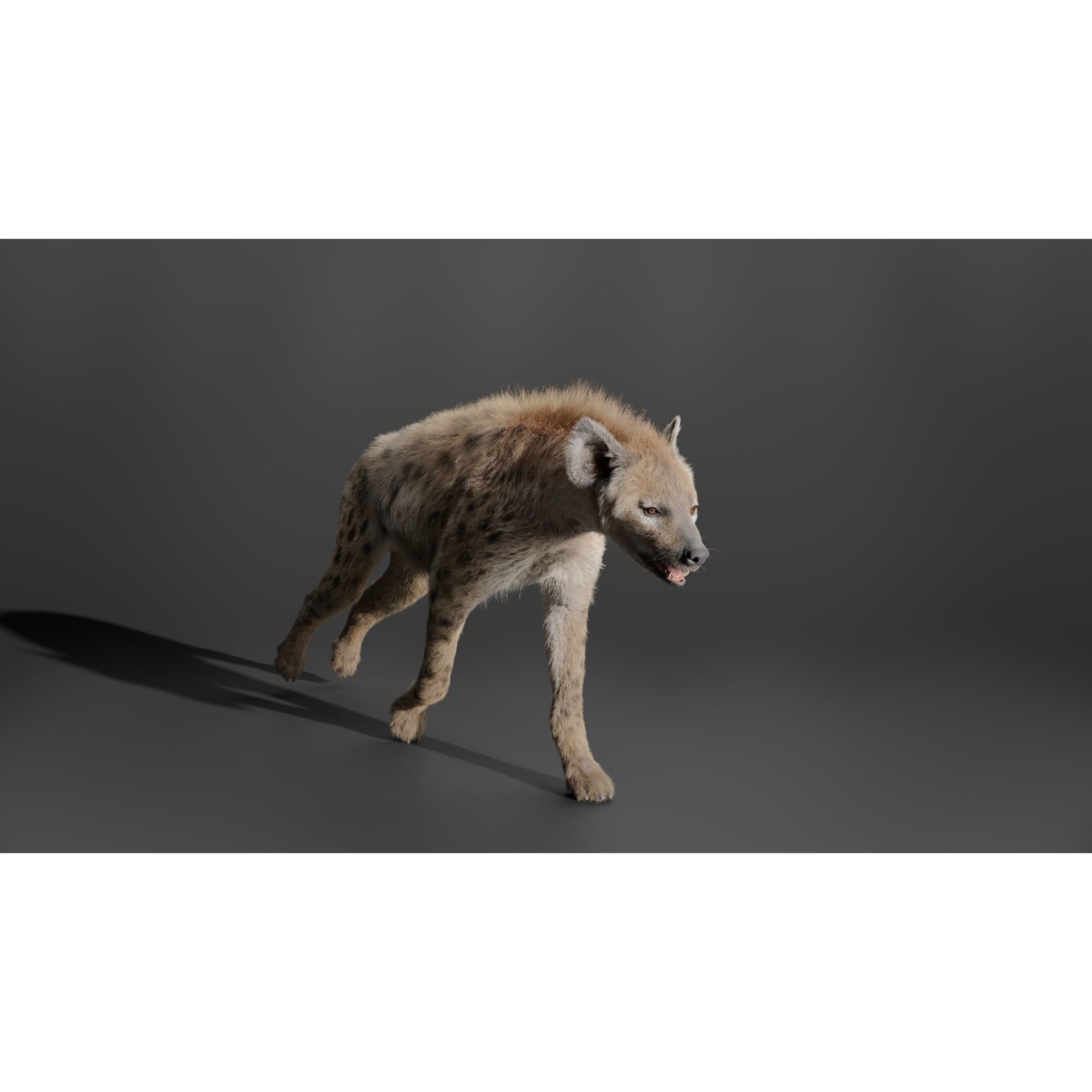 Spotted Hyena Animated 3D model 5