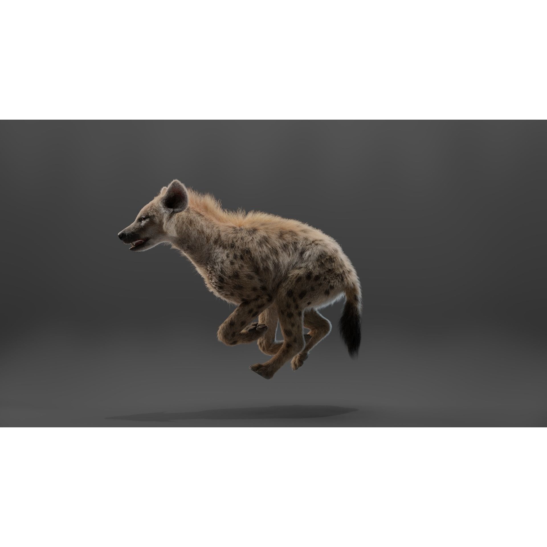 Spotted Hyena Animated 3D model 6