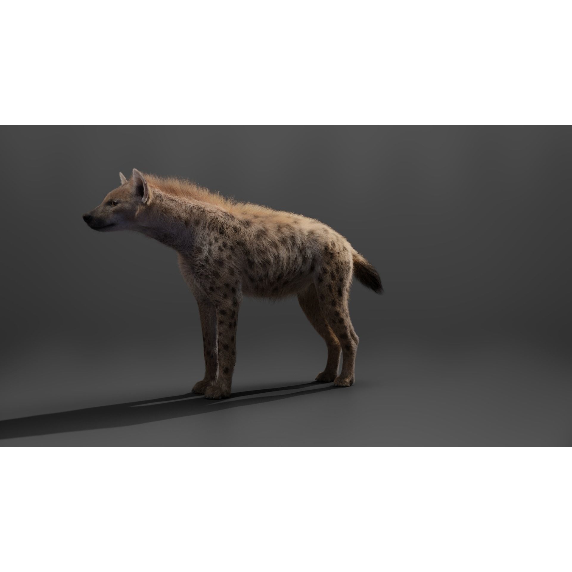 Spotted Hyena Animated 3D model 7