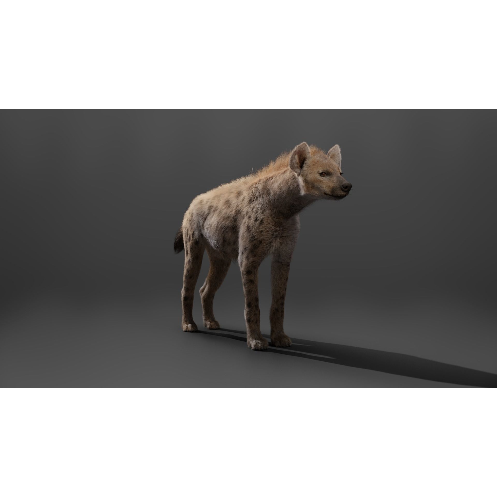 Spotted Hyena Animated 3D model 8