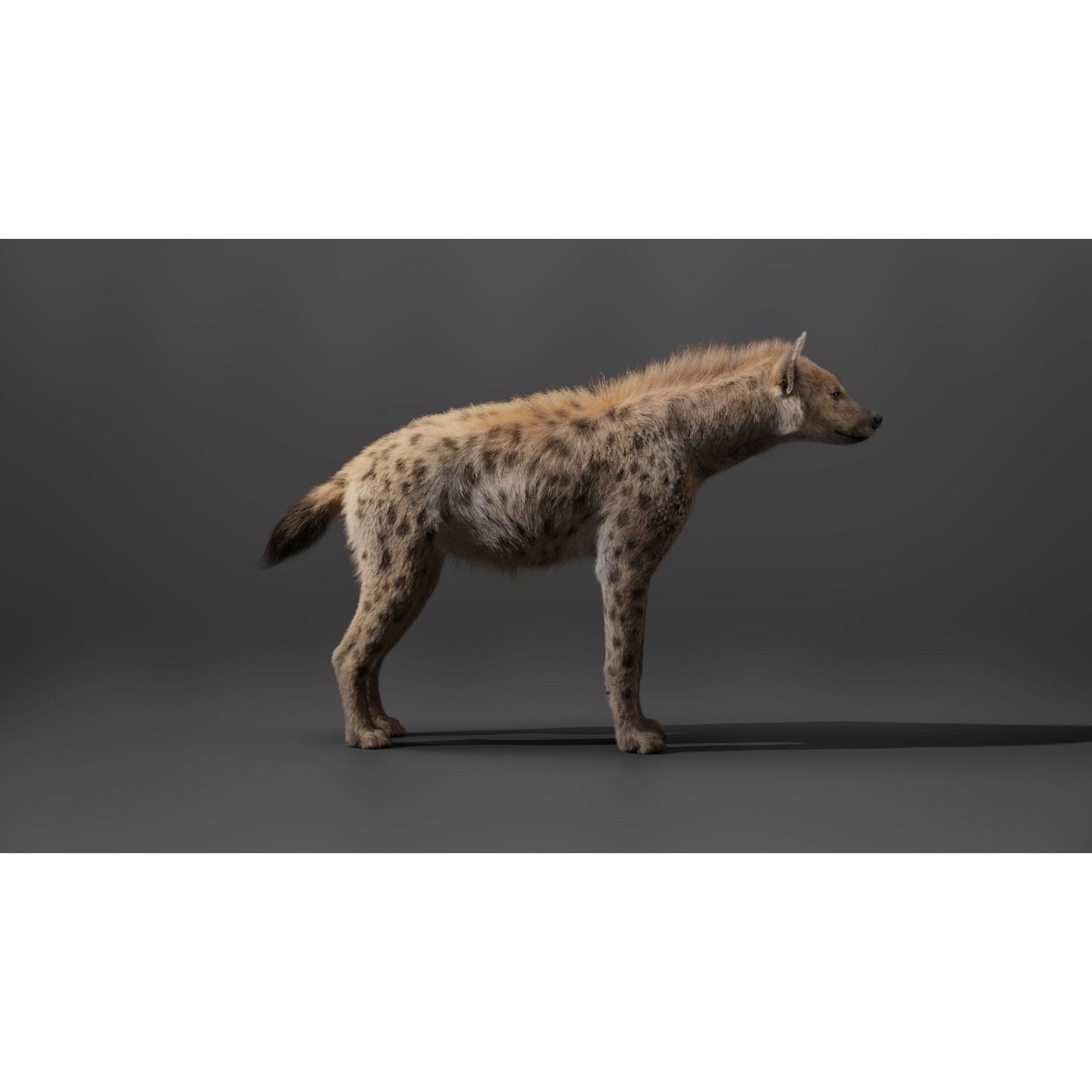 Spotted Hyena Animated 3D model 9