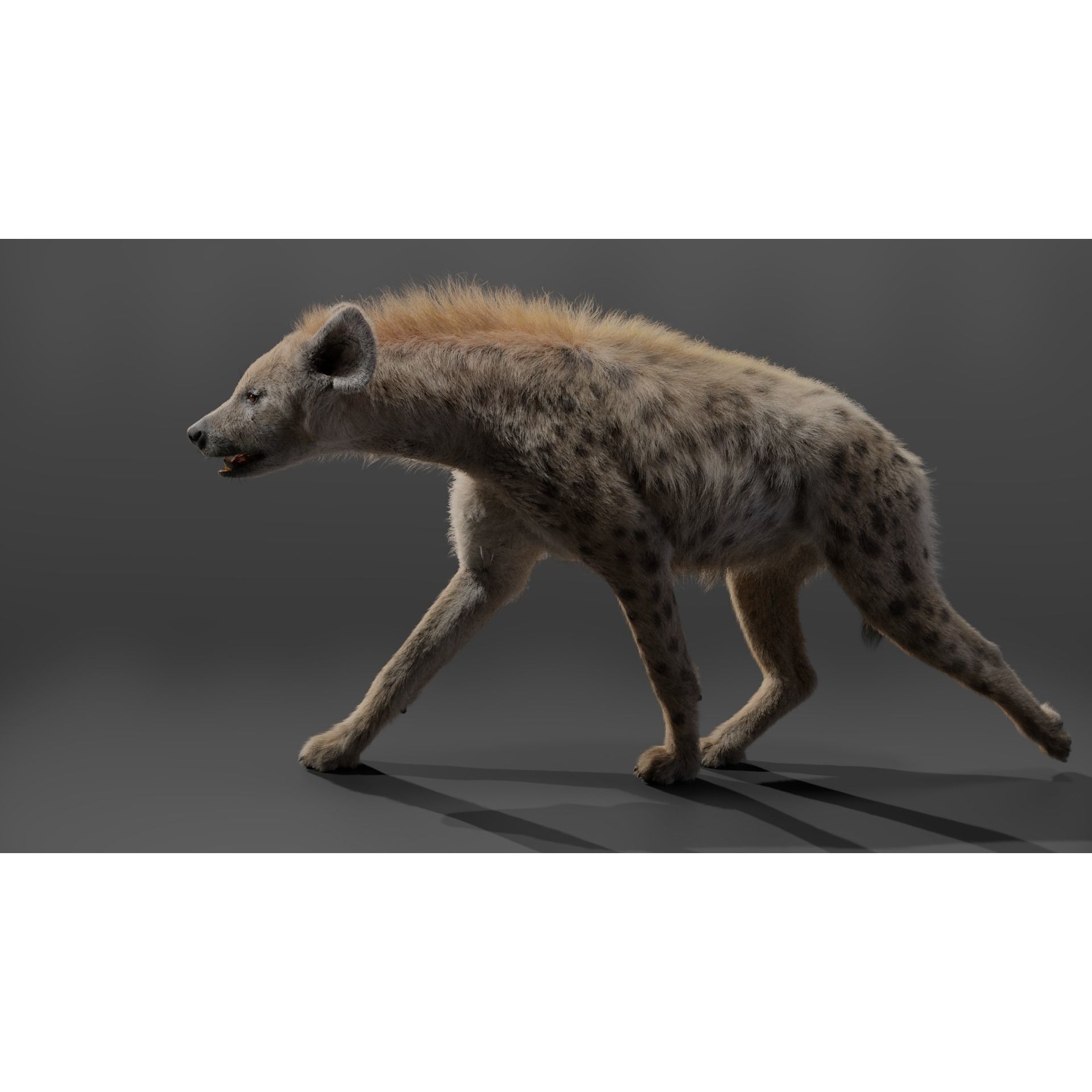 Spotted Hyena Animated 3D model 10