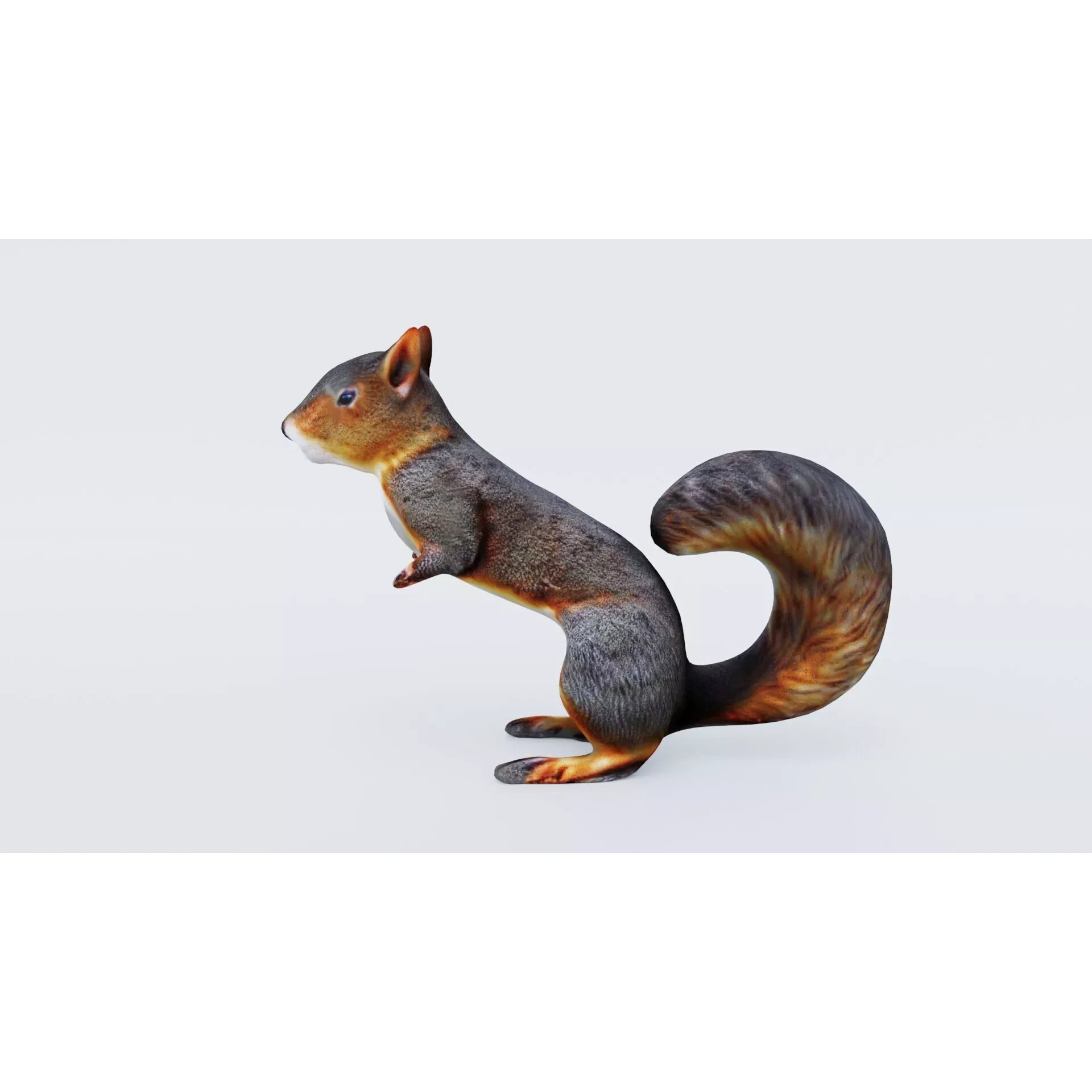Squirrel Free 3D model 2