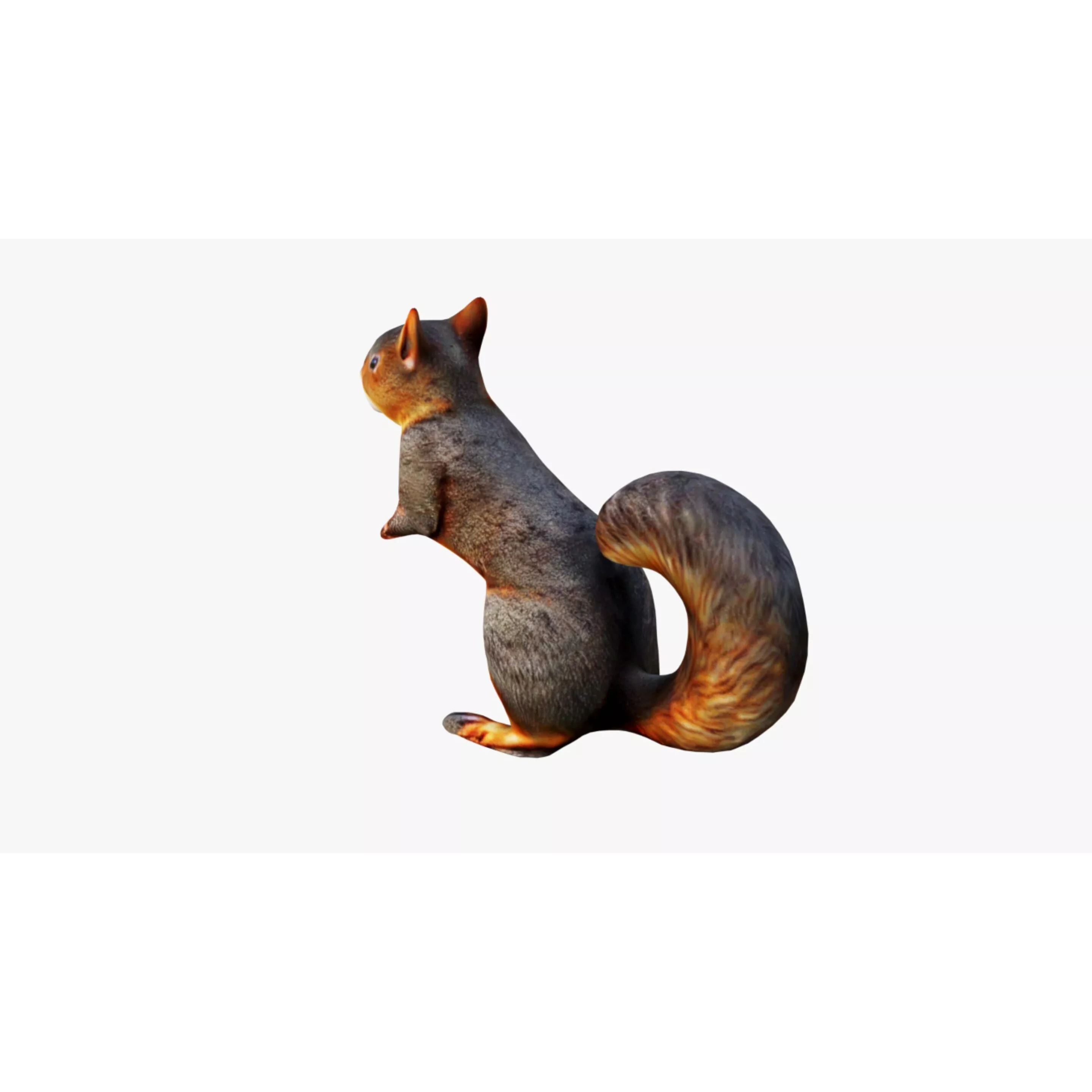 Squirrel Free 3D model 4