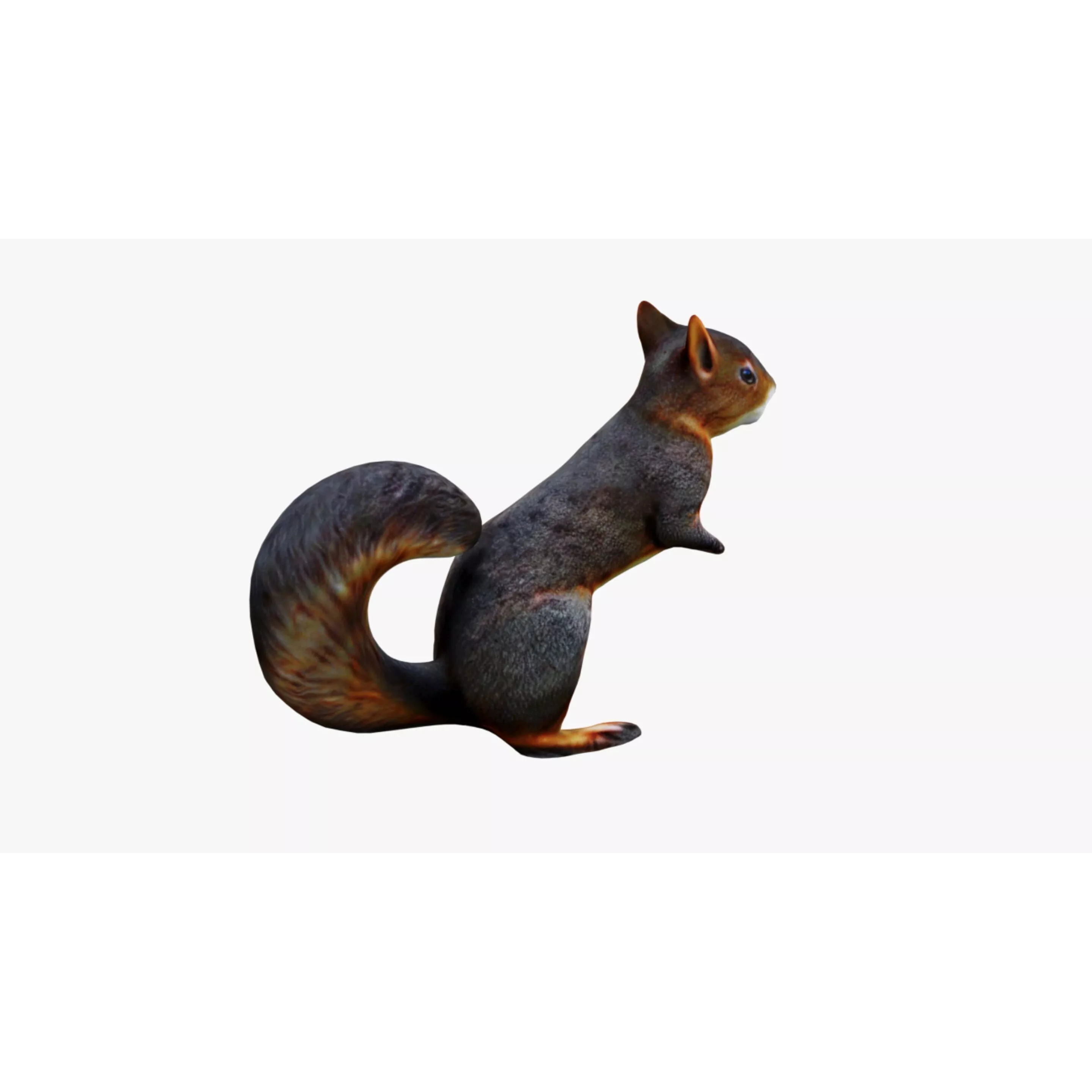 Squirrel Free 3D model 5