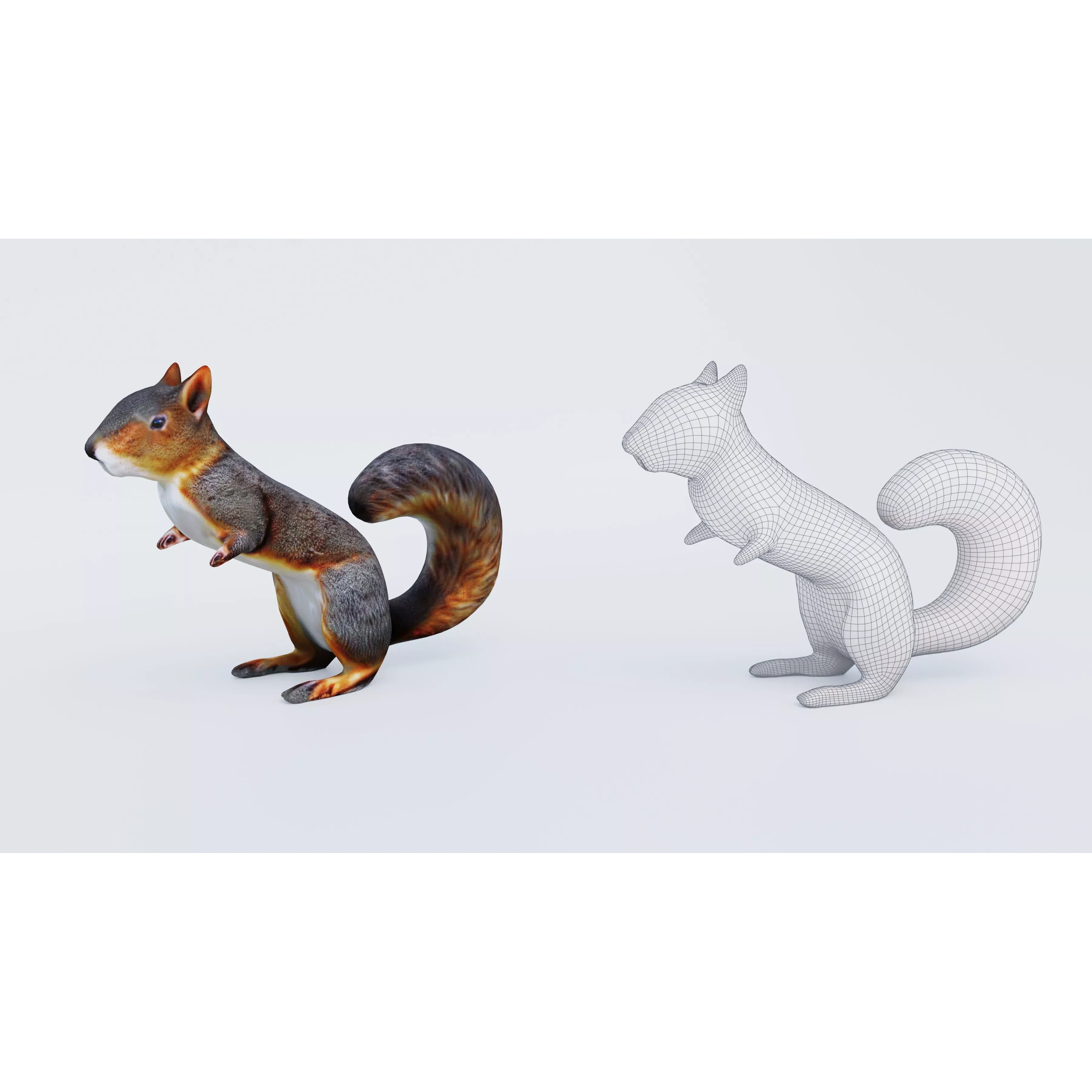 Squirrel Free 3D model 6