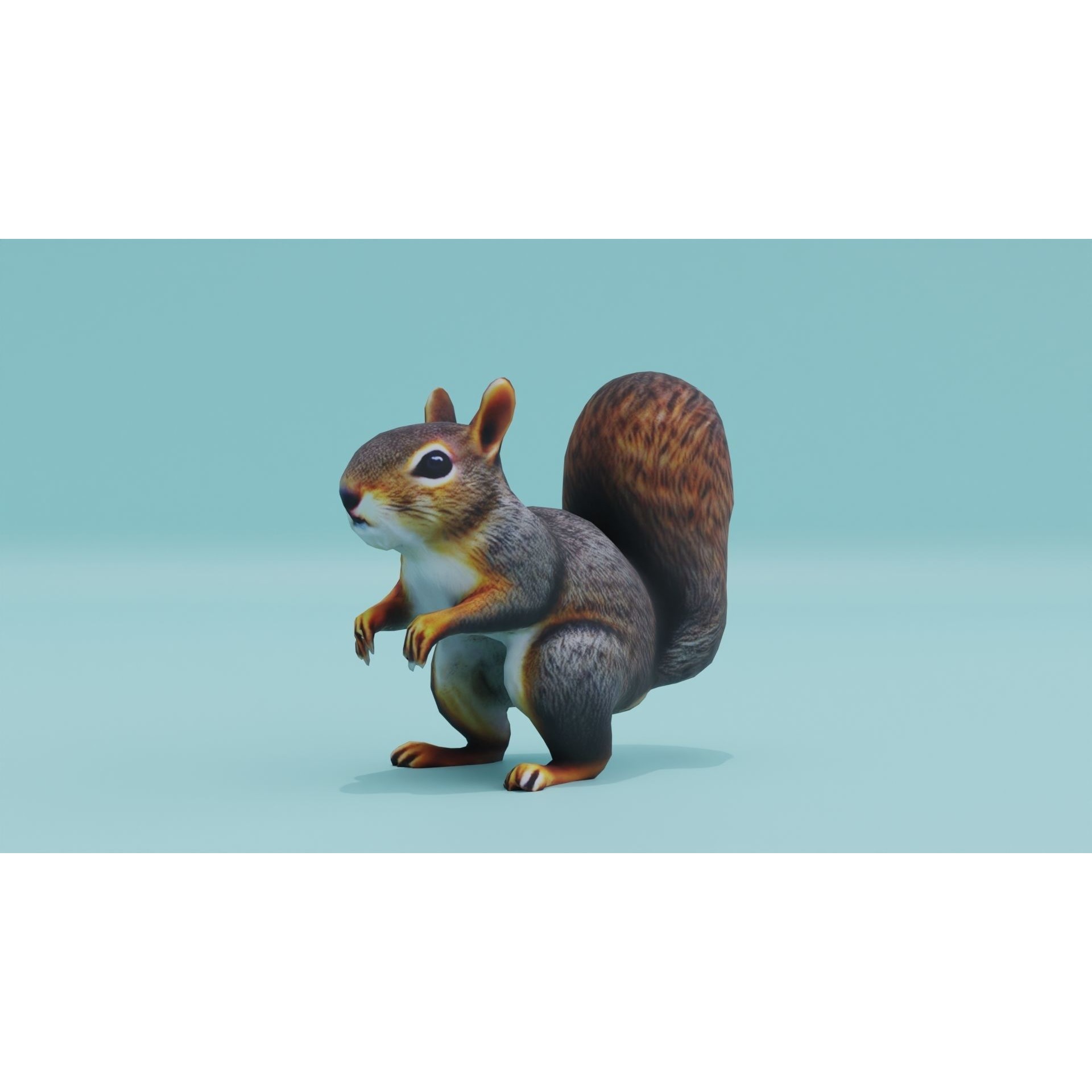 Squirrel realistic Rodent Free low-poly 3D model 2