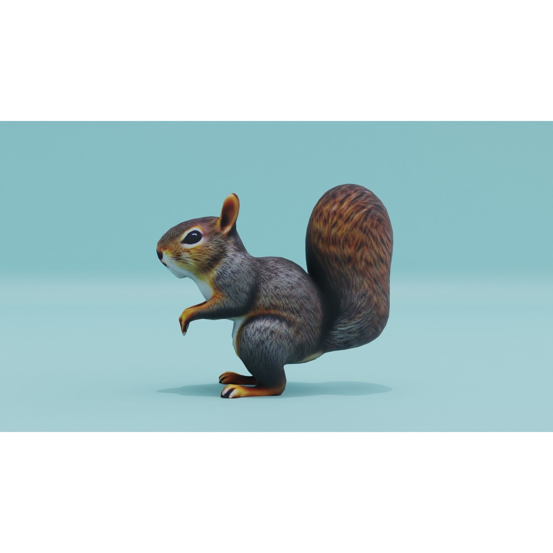 Squirrel realistic Rodent Free low-poly 3D model 3