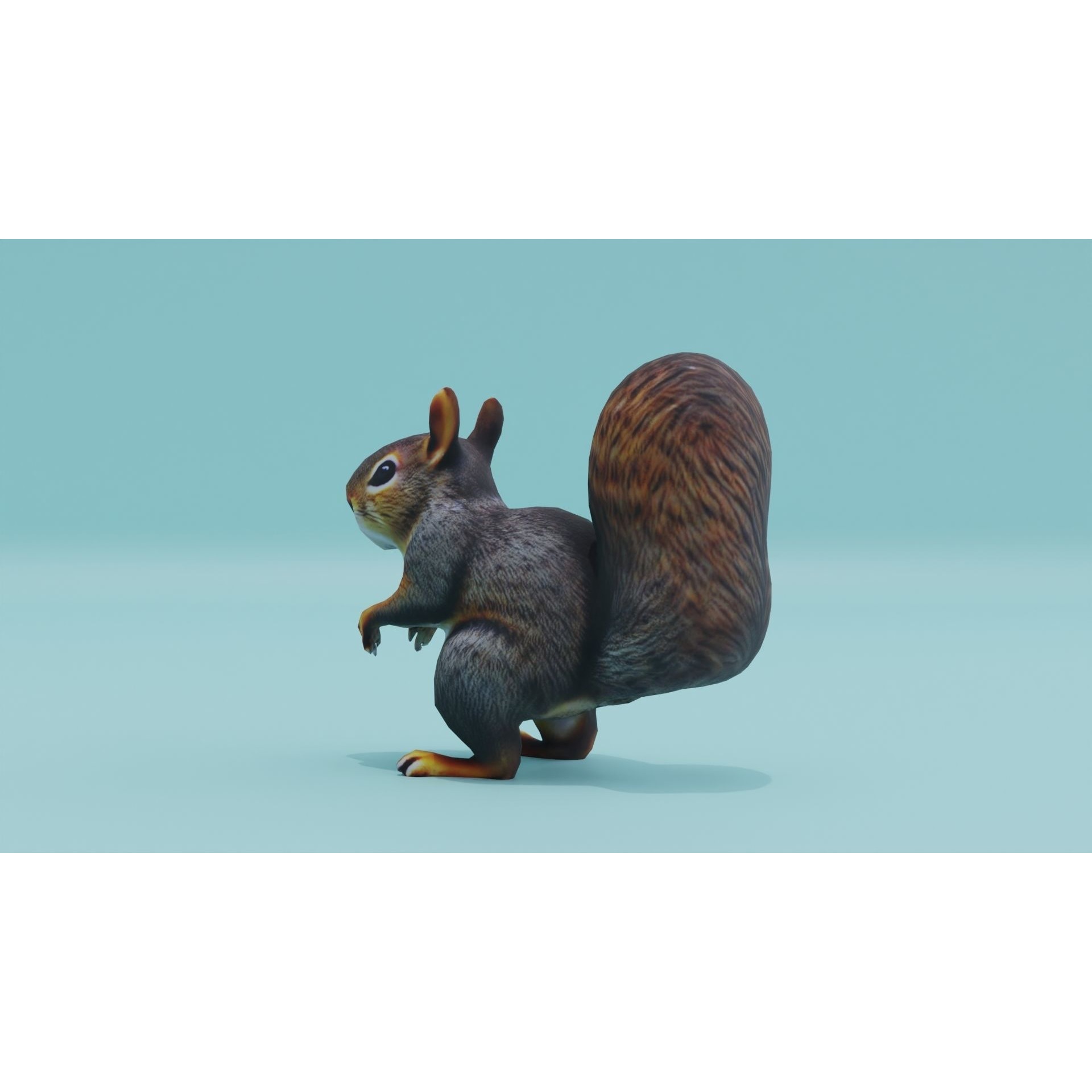 Squirrel realistic Rodent Free low-poly 3D model 4