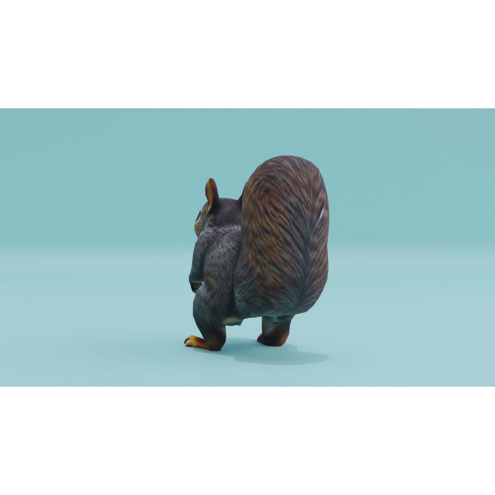 Squirrel realistic Rodent Free low-poly 3D model 5