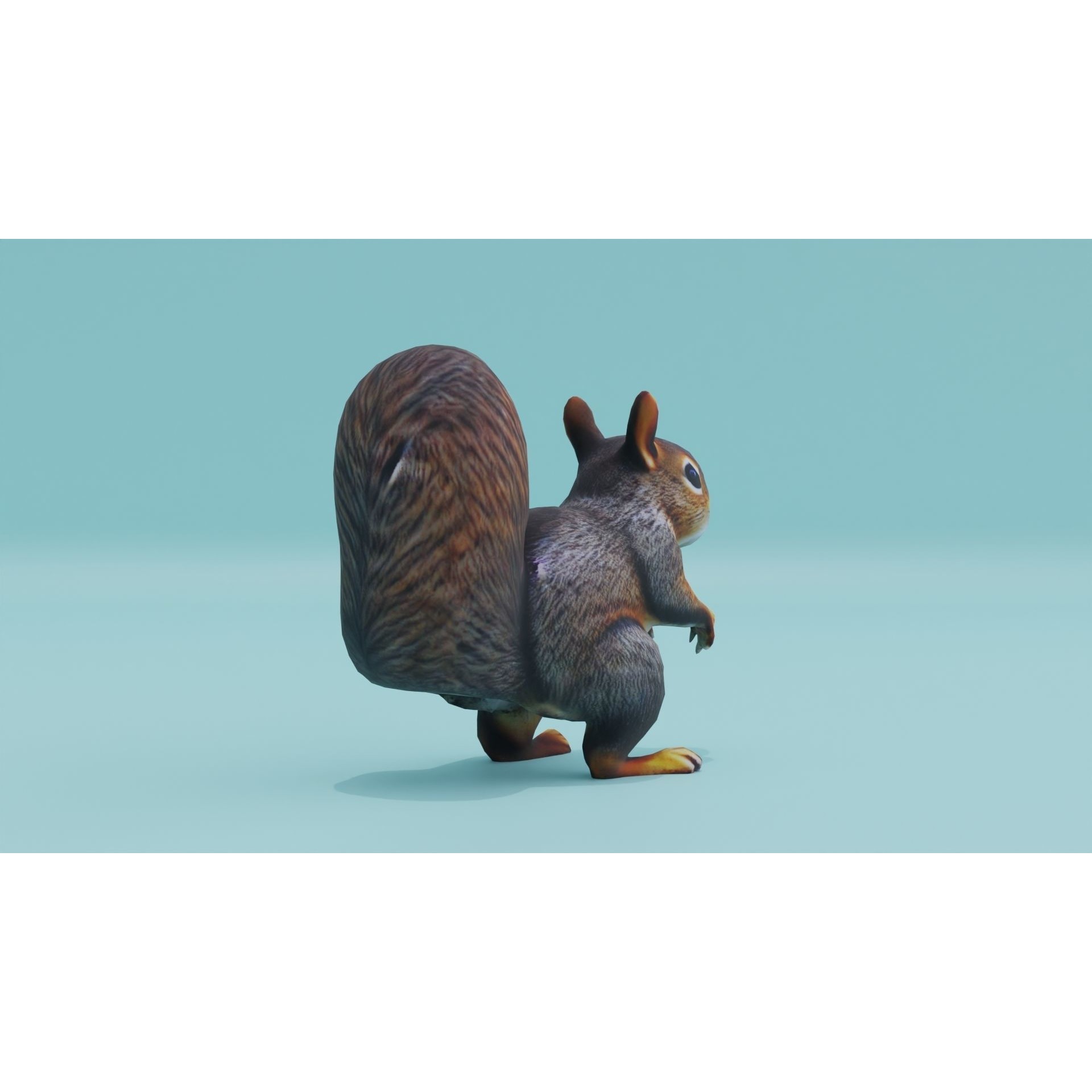 Squirrel realistic Rodent Free low-poly 3D model 7