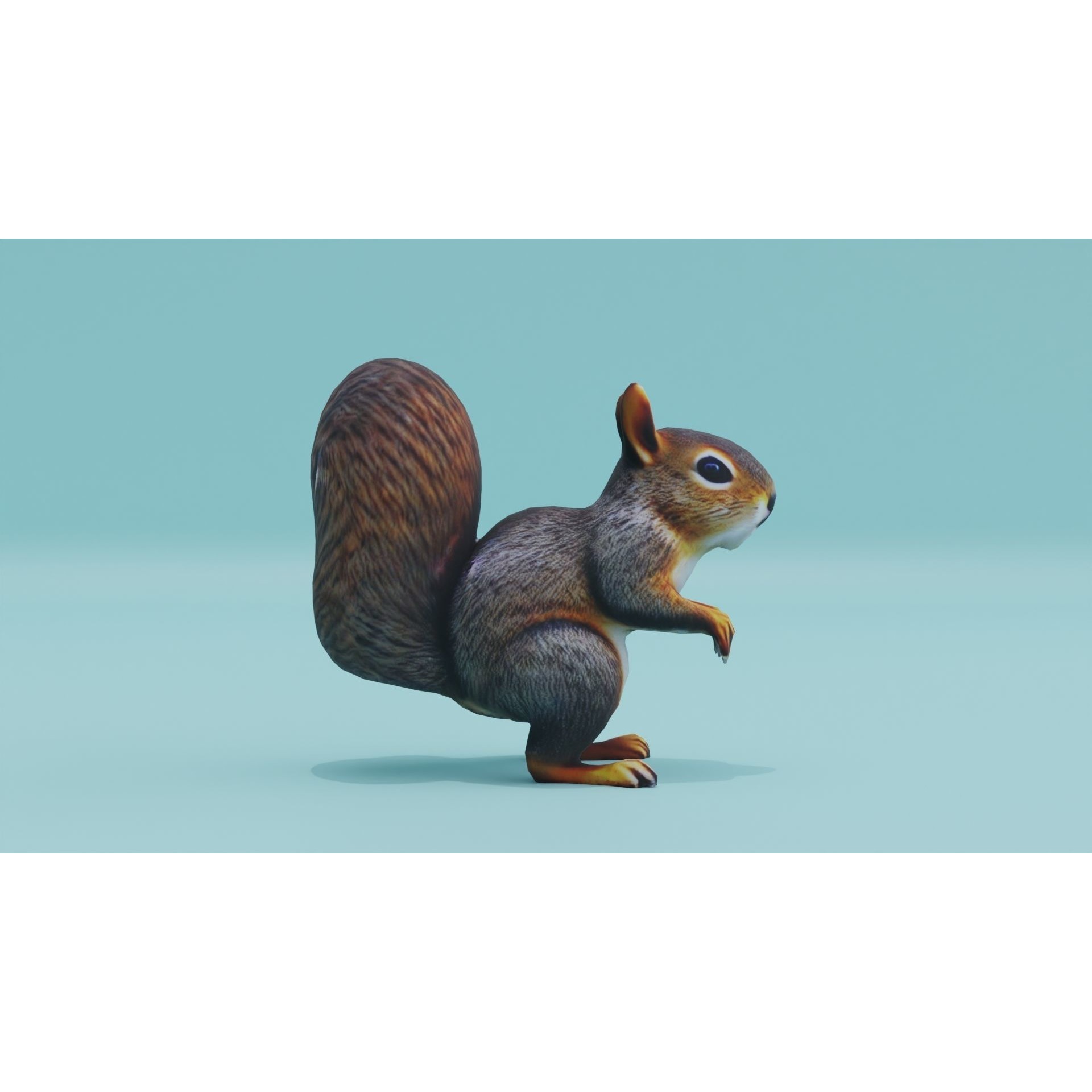 Squirrel realistic Rodent Free low-poly 3D model 8