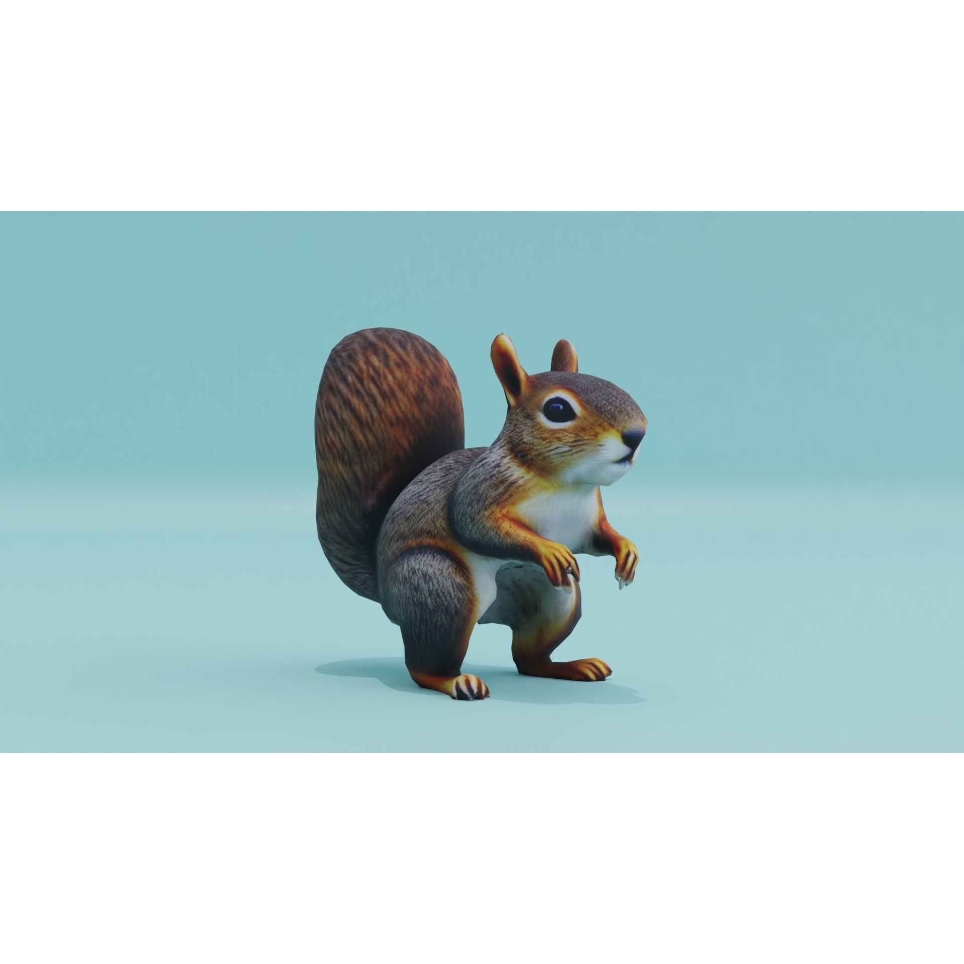 Squirrel realistic Rodent Free low-poly 3D model 9
