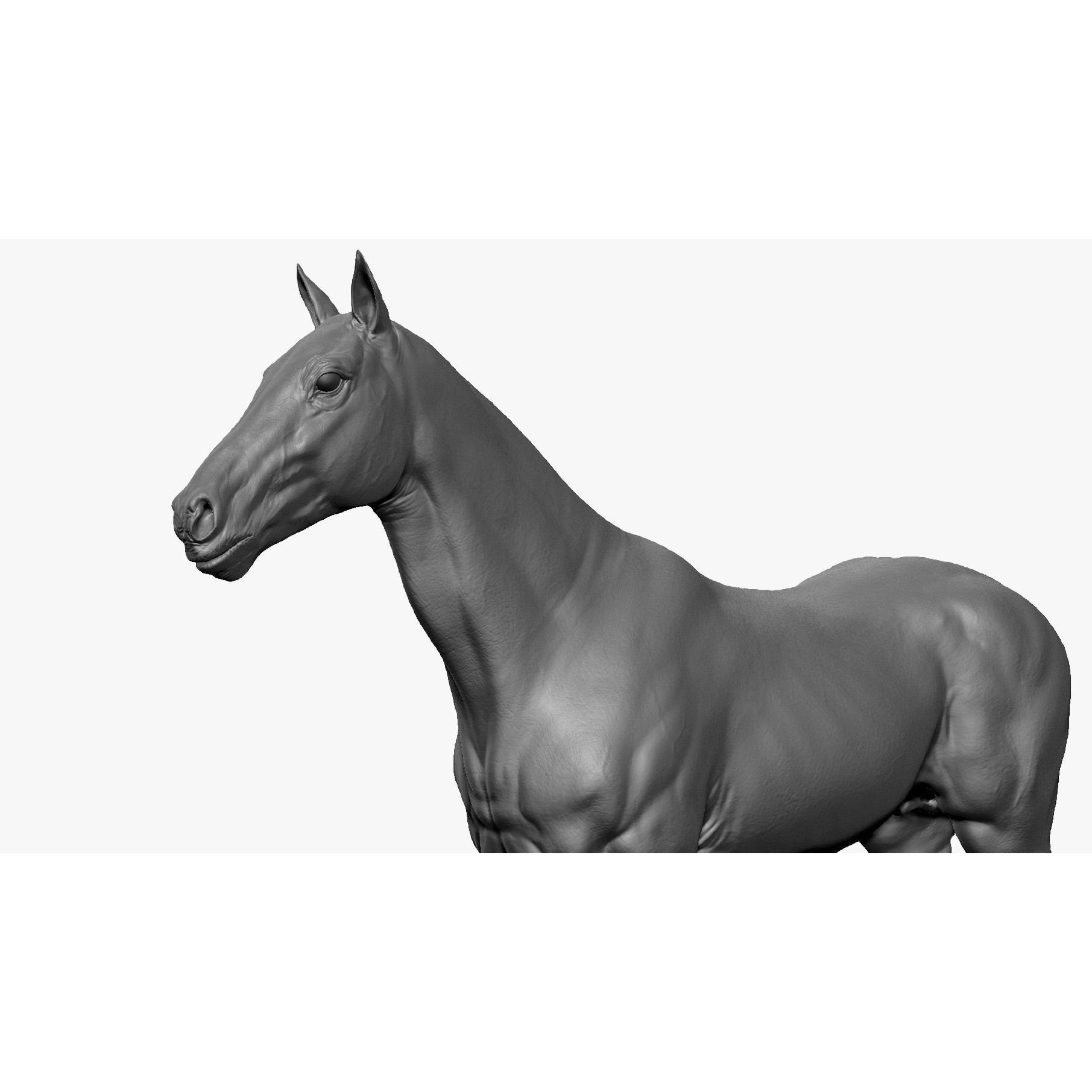 Stallion - Sculpt 3D model 2