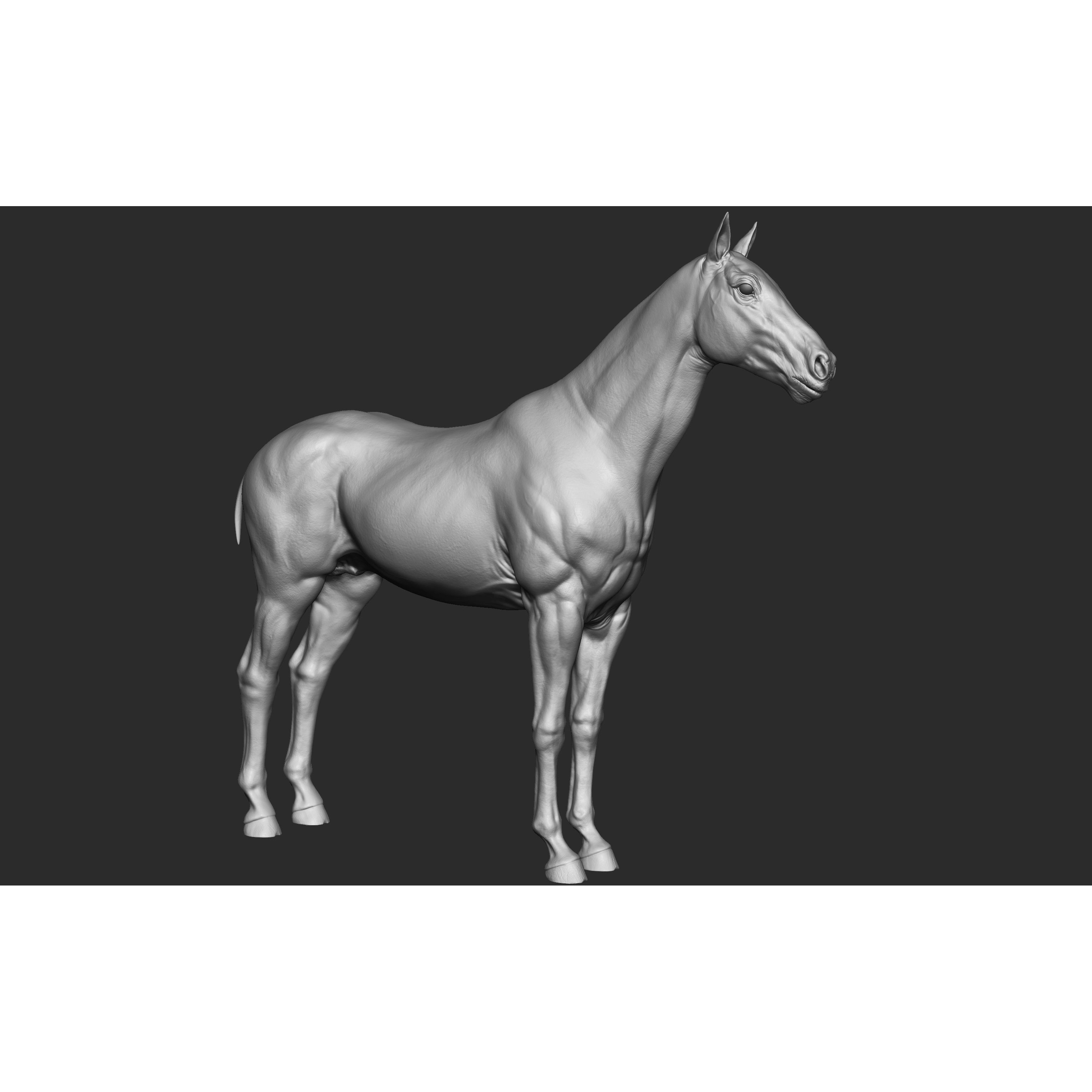 Stallion - Sculpt 3D model 3