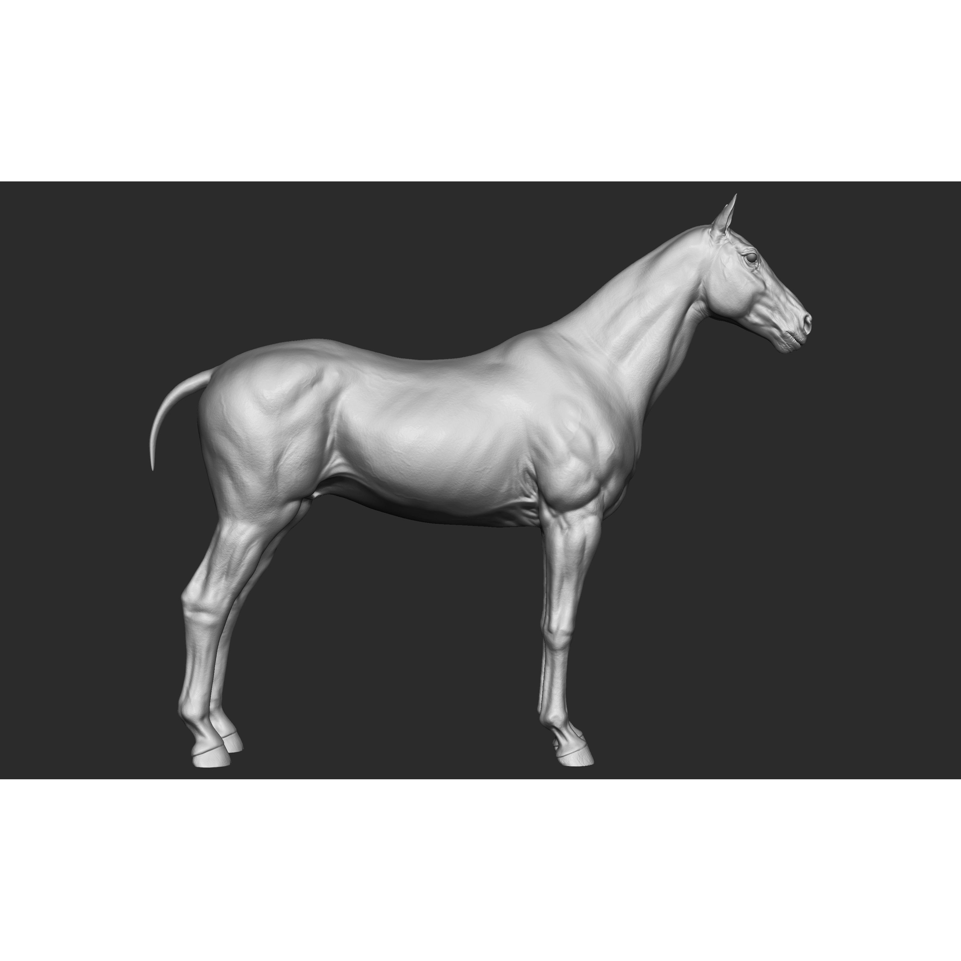 Stallion - Sculpt 3D model 4