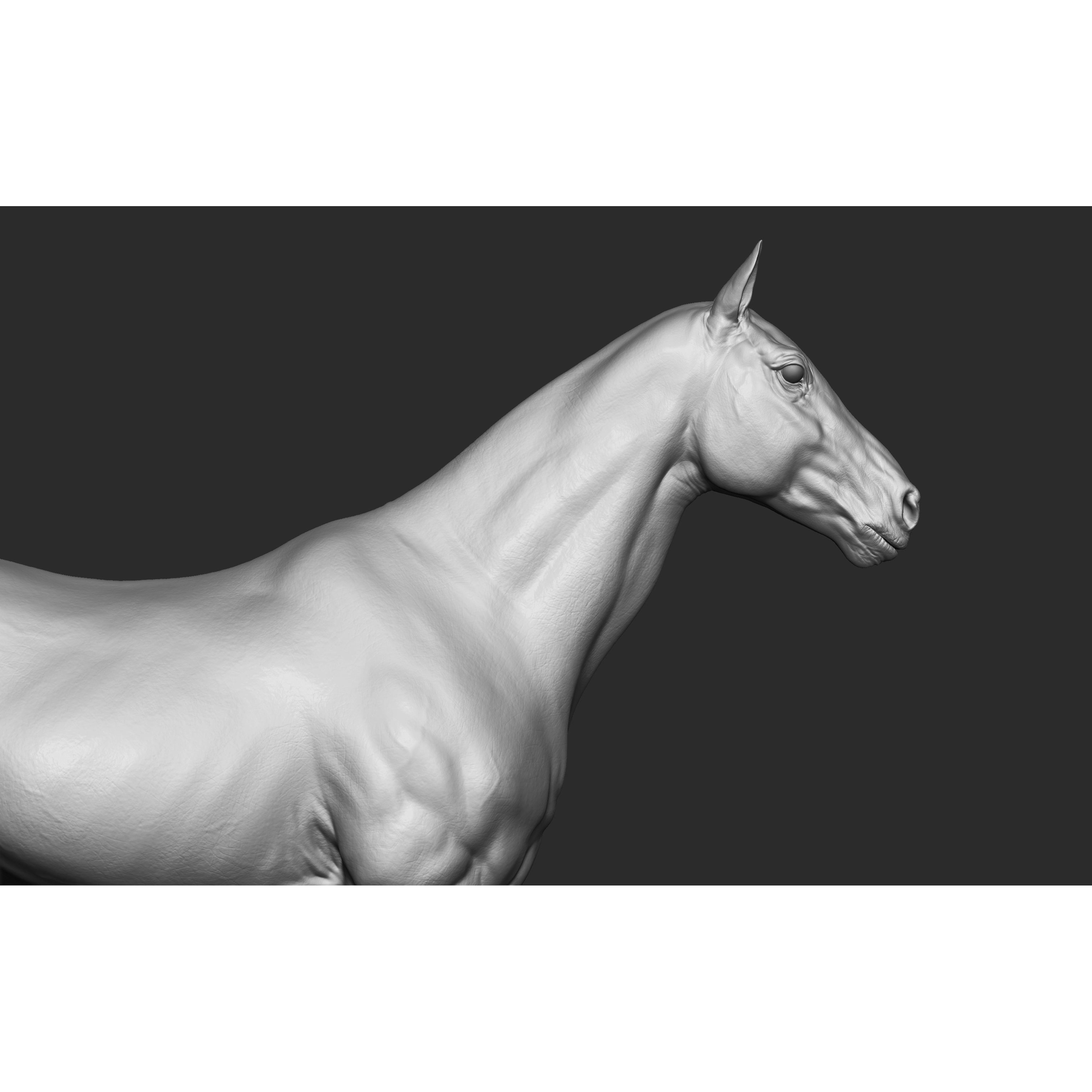 Stallion - Sculpt 3D model 5